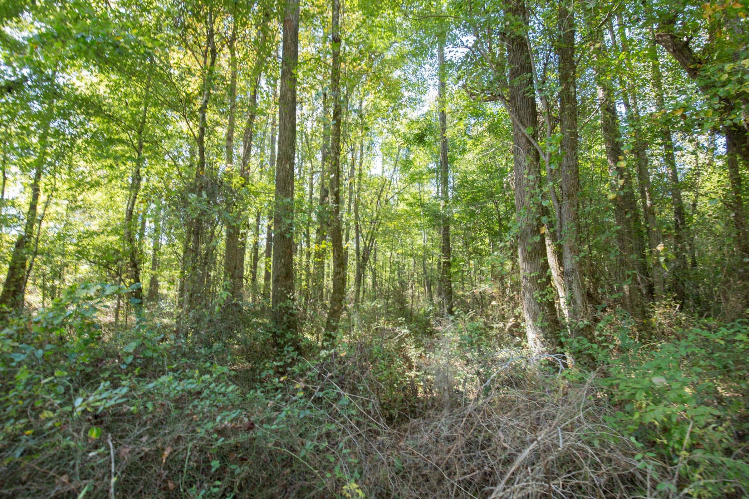 Brentwood Tract 10 photo 3