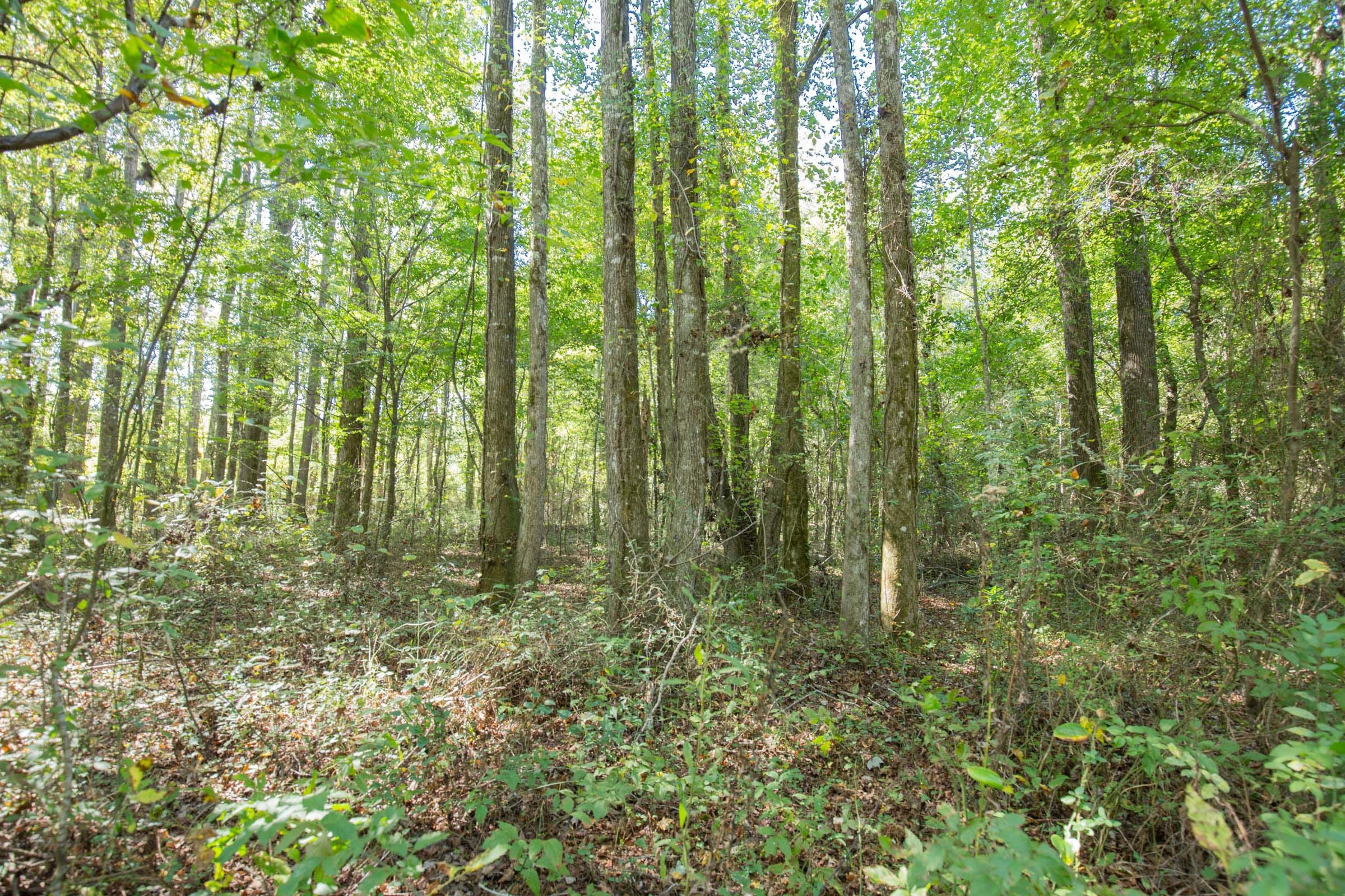 Brentwood Tract 10 photo 5