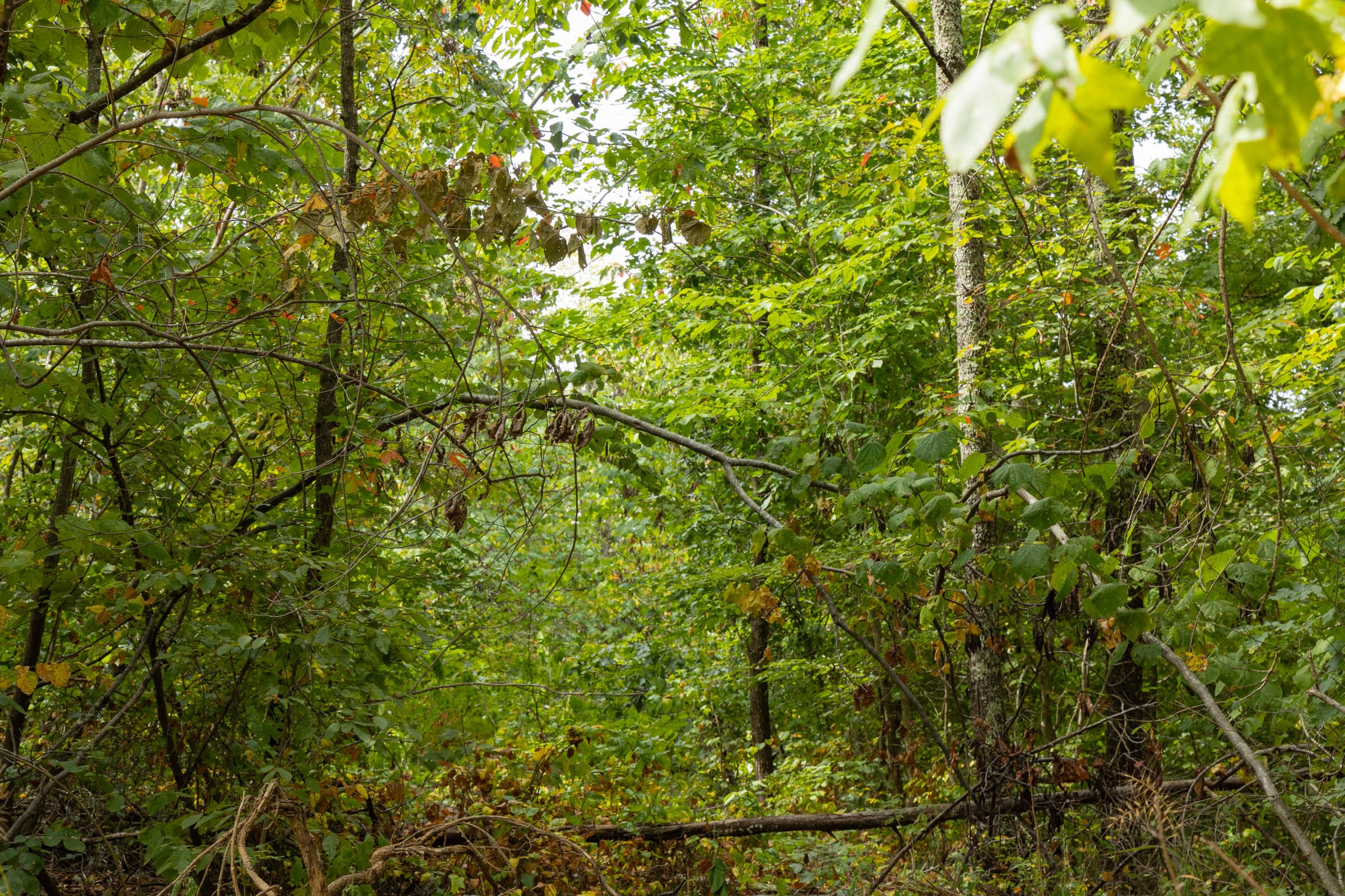 Big White Oak Tract 62 photo 6