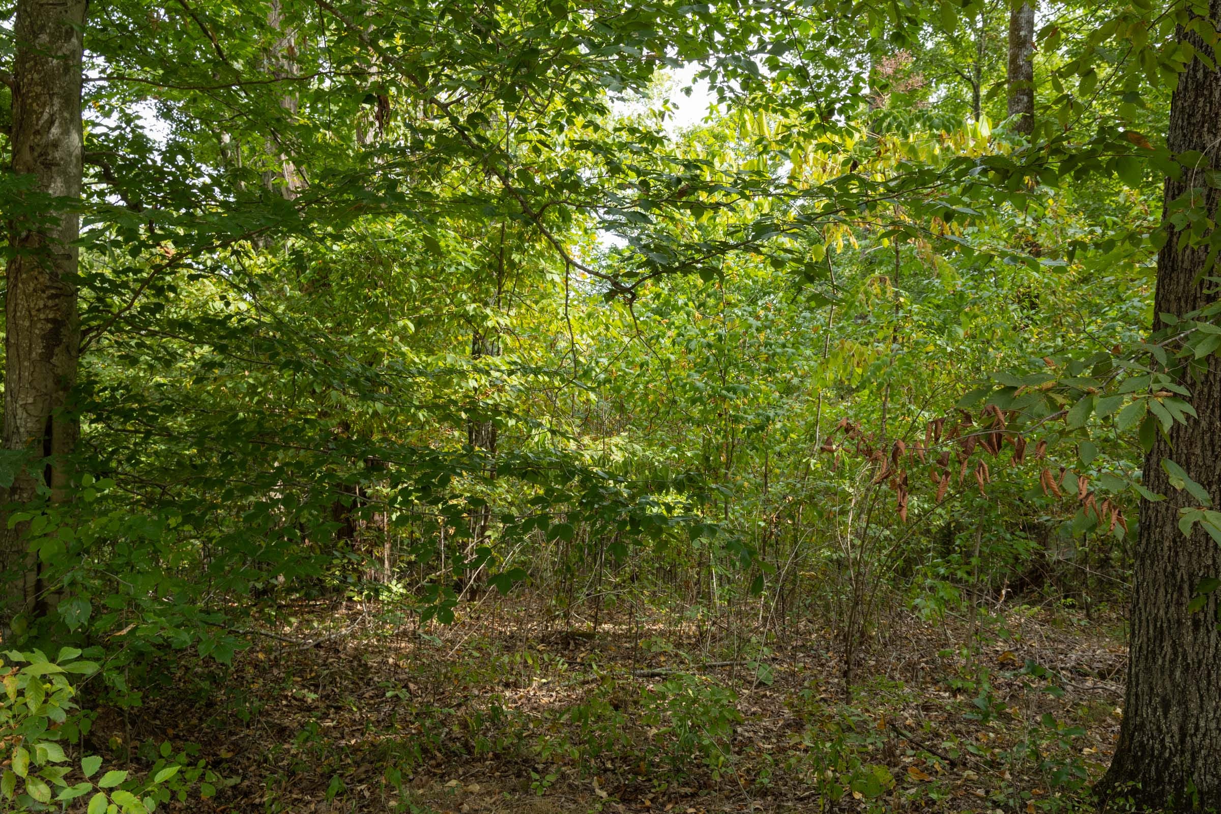 Big White Oak Tract 62 photo 5