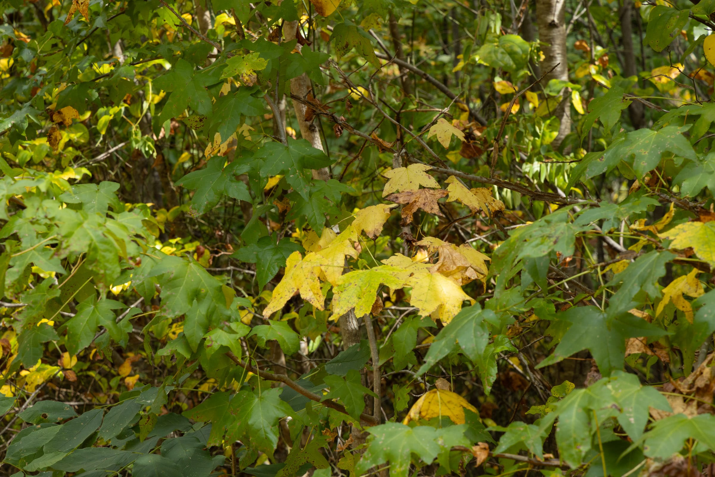 Big White Oak Tract 62 photo 7