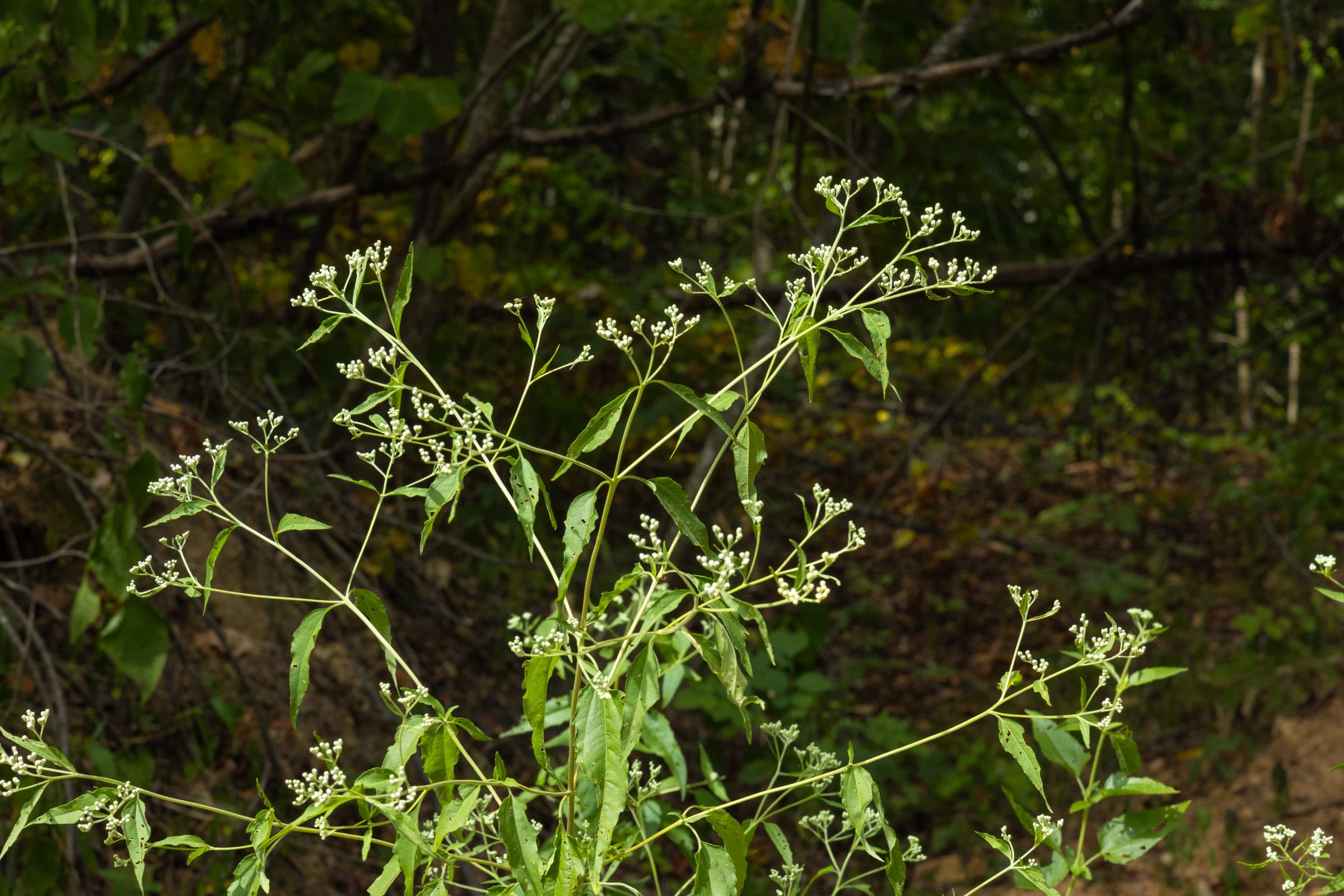 Big White Oak Tract 62 photo 4