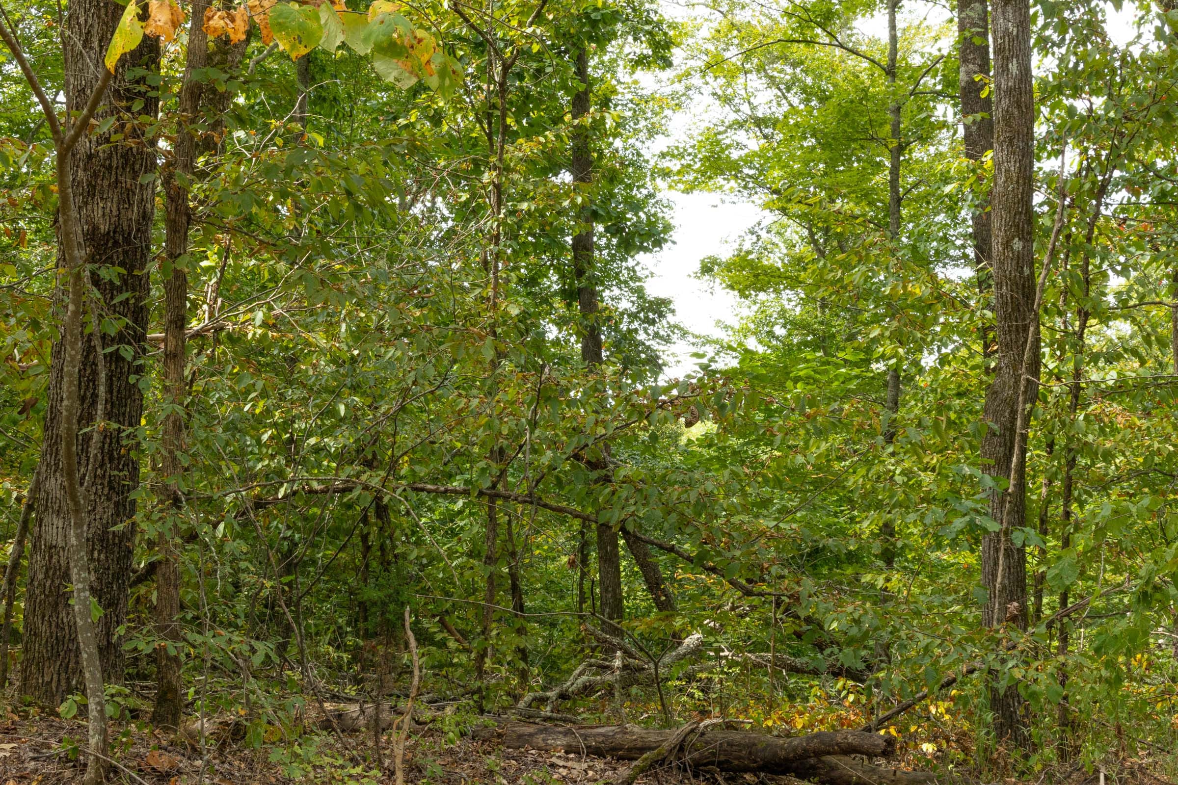 Big White Oak Tract 62 photo 2