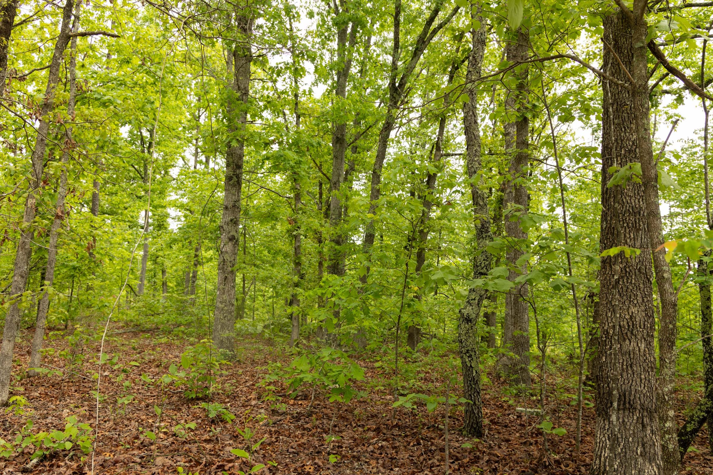 Stardust Estates Tract 25 photo 9
