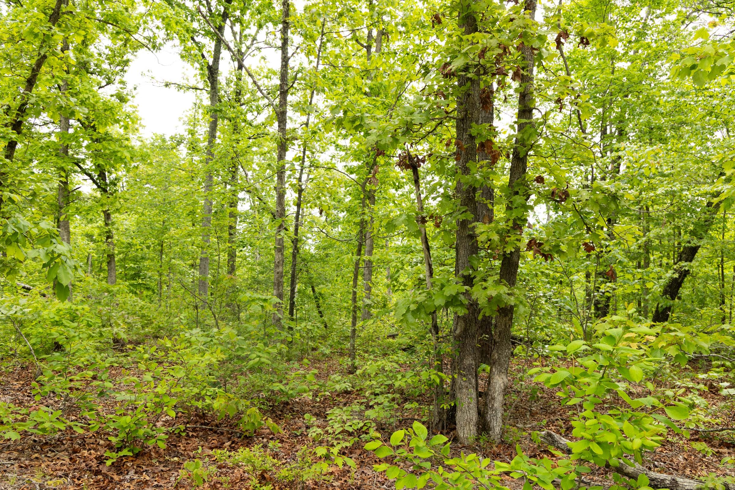 Stardust Estates Tract 25 photo 8