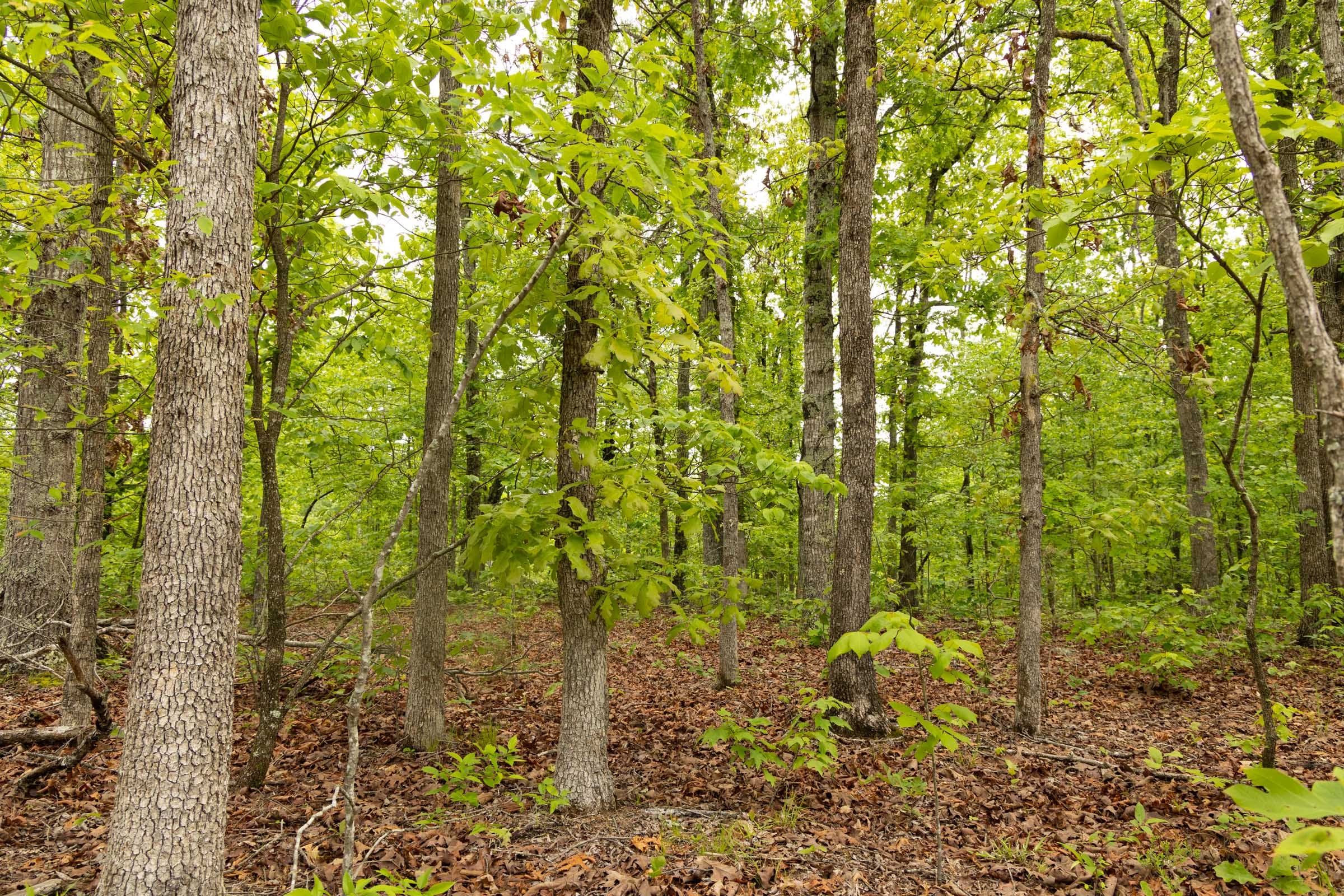 Stardust Estates Tract 25 photo 5