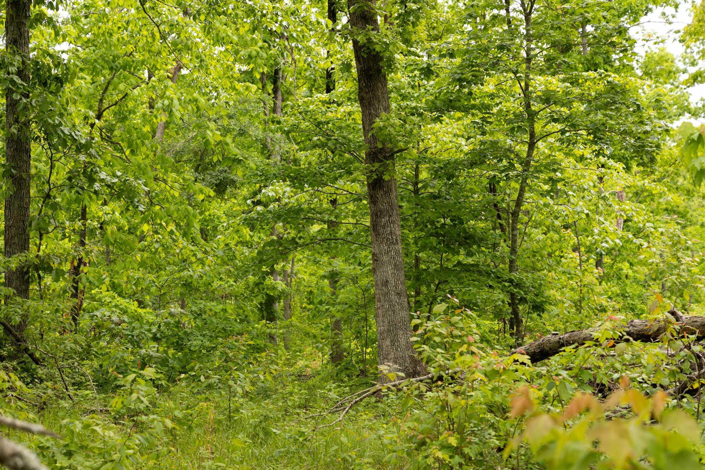 Stardust Estates Tract 25 photo 3