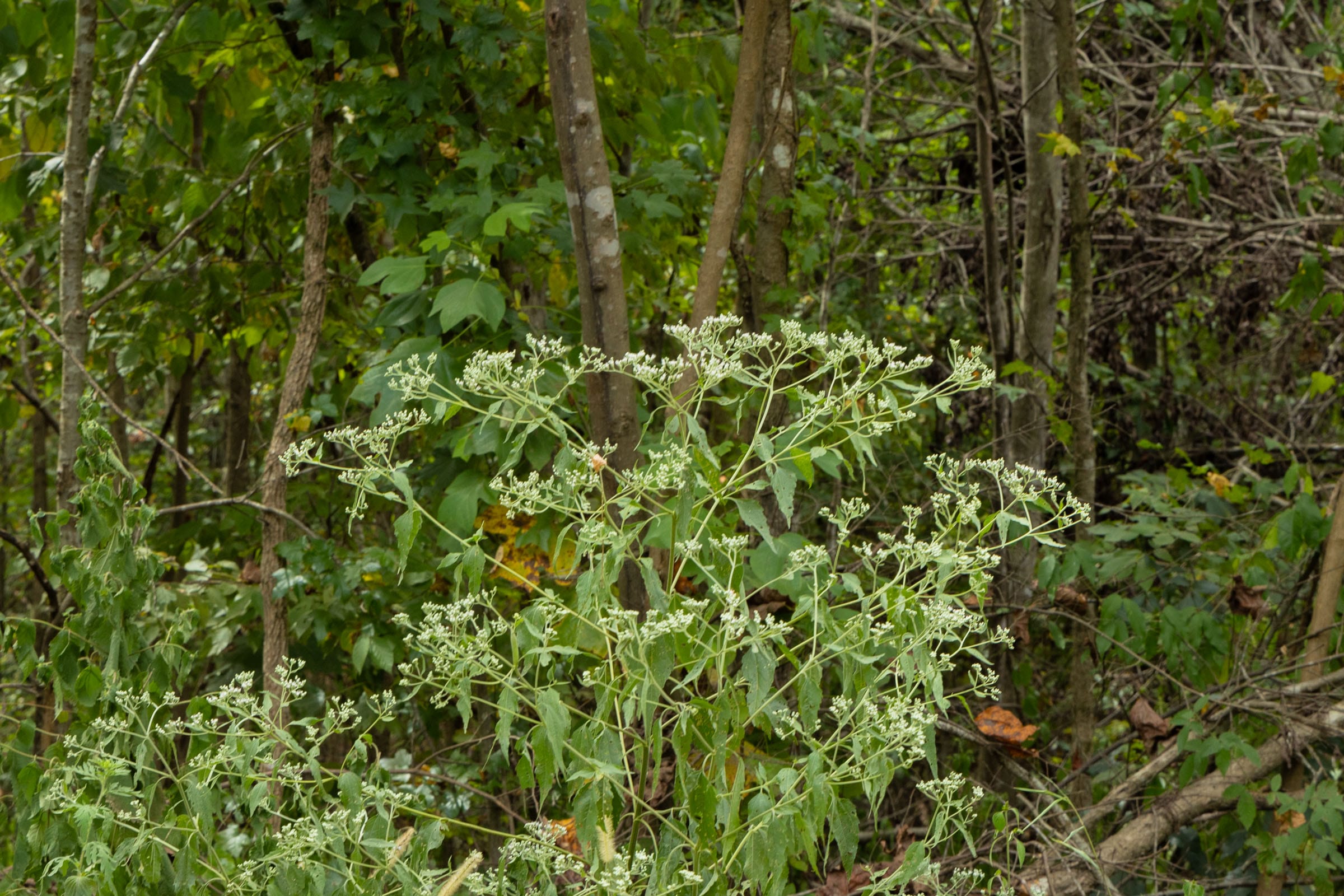 Big White Oak Tract 65 photo 7