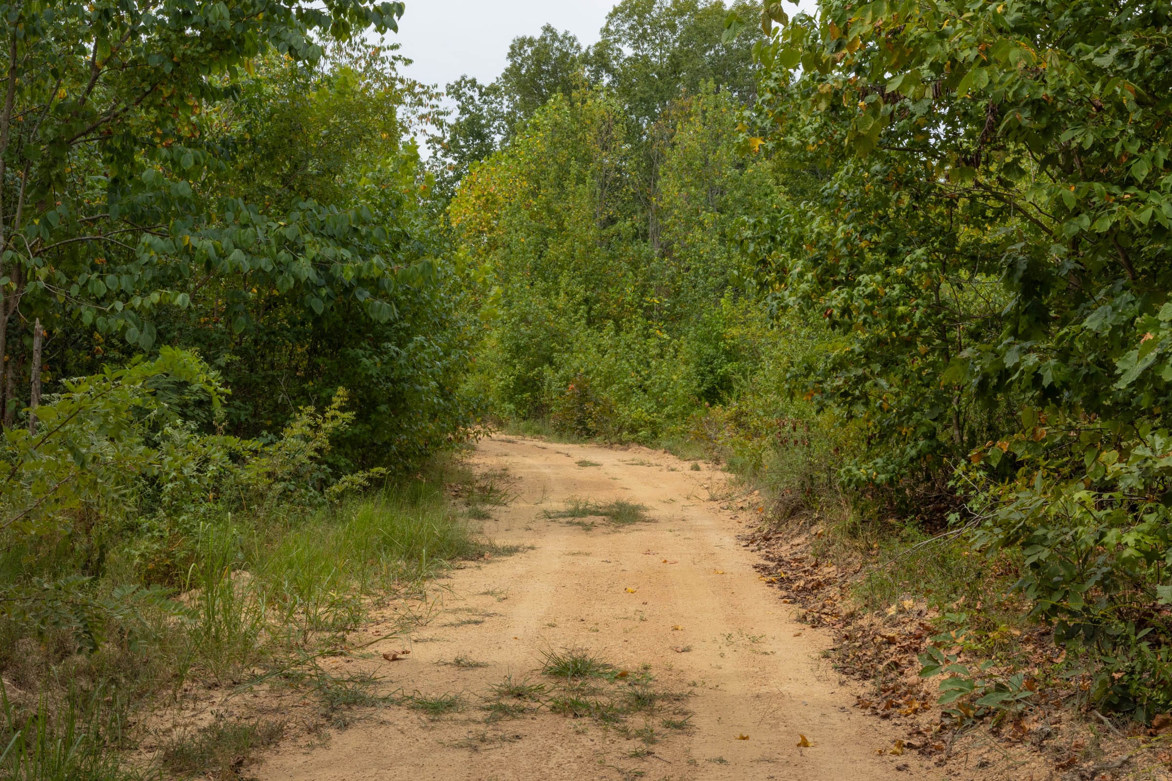Big White Oak Tract 3 photo 3