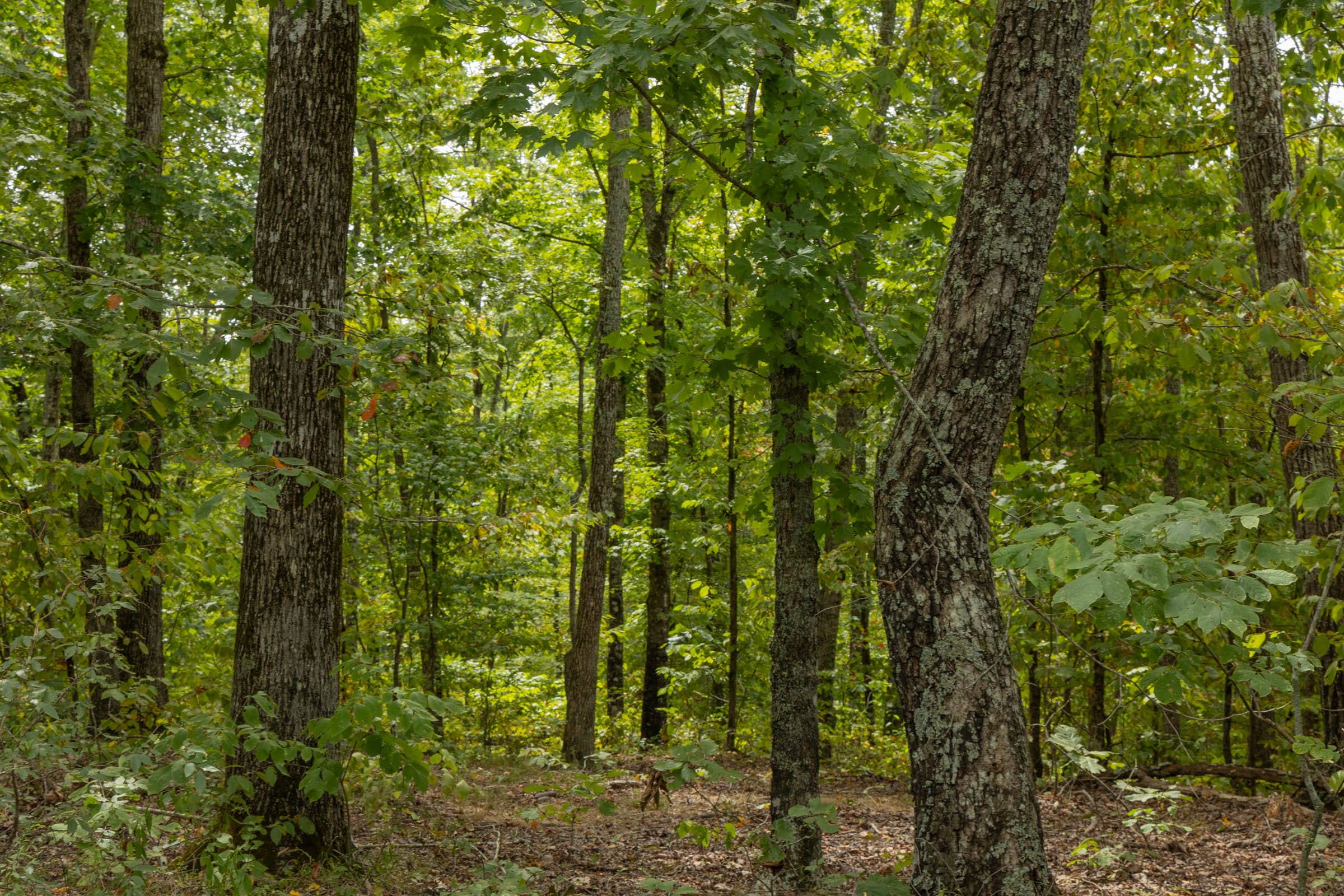Big White Oak Tract 65 photo 5