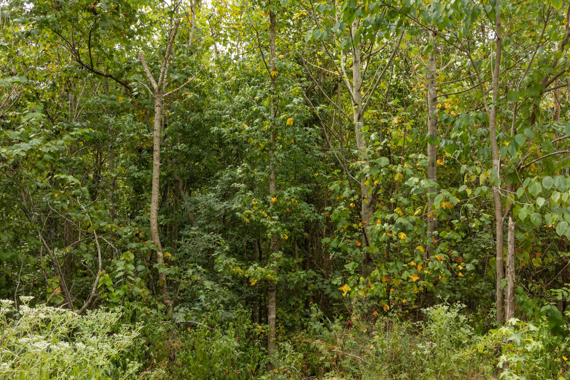 Big White Oak Tract 65 photo 4