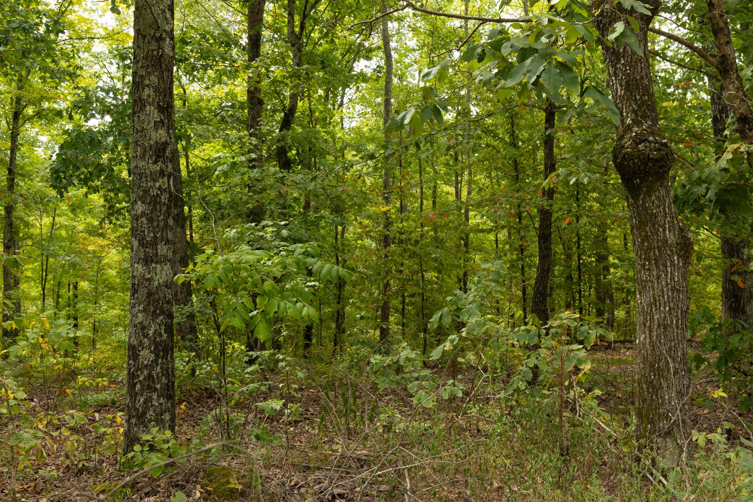 Big White Oak Tract 65 photo 3