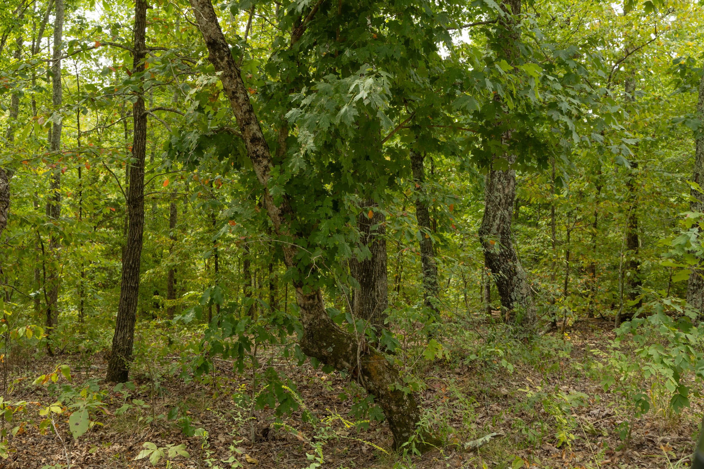 Big White Oak Tract 65 photo 2