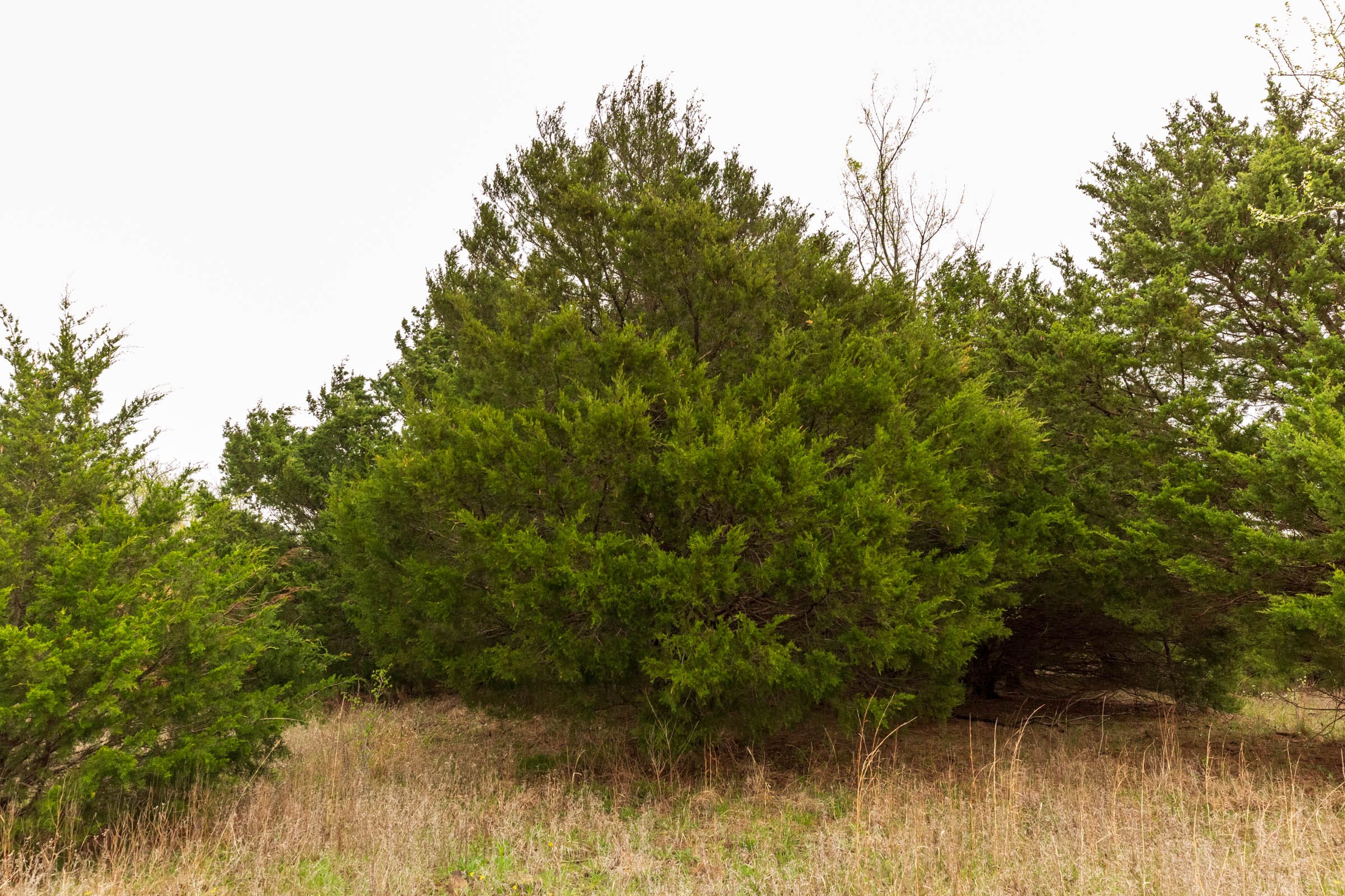 Moonrise Meadows Tract 10 photo 9