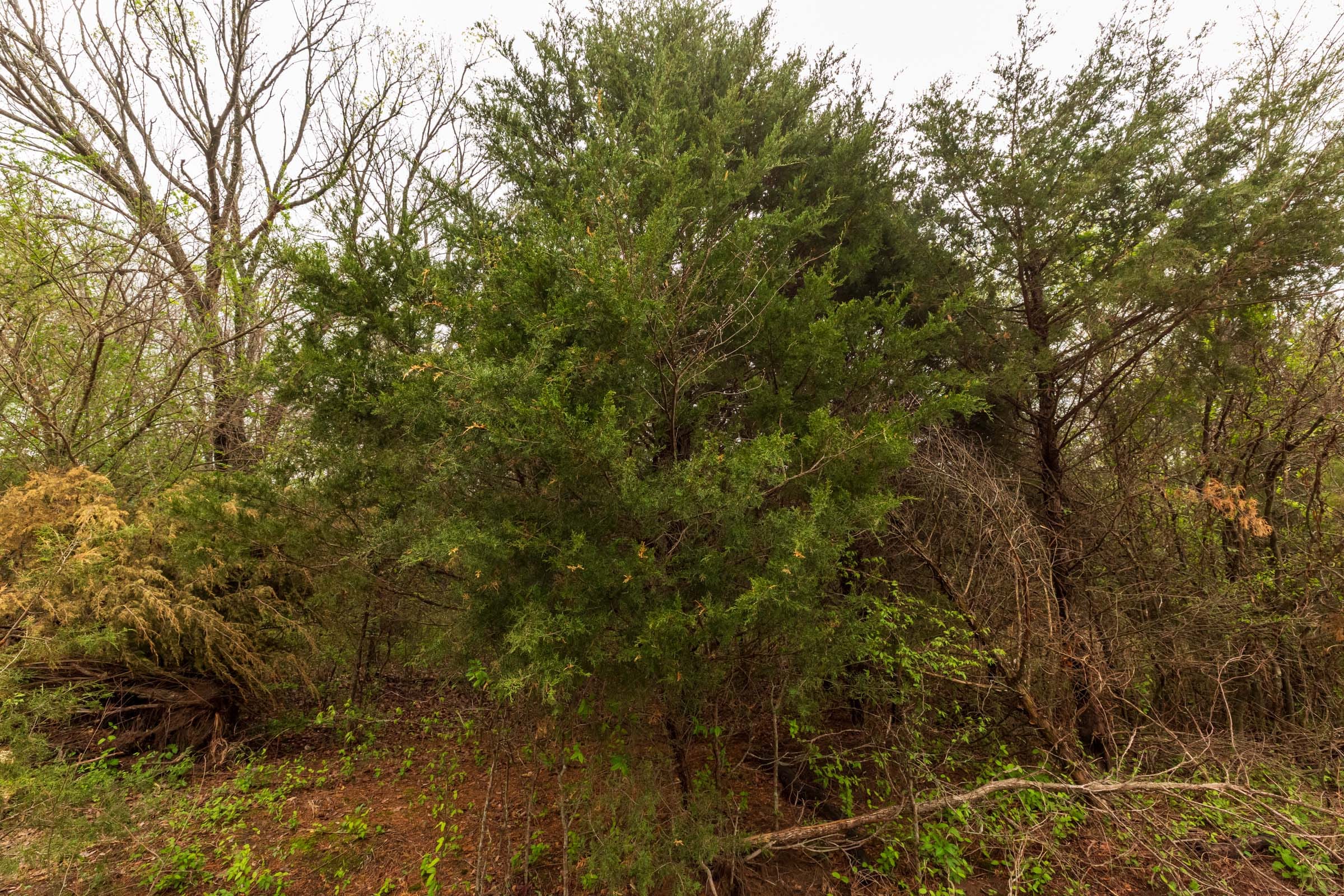 Moonrise Meadows Tract 10 photo 13