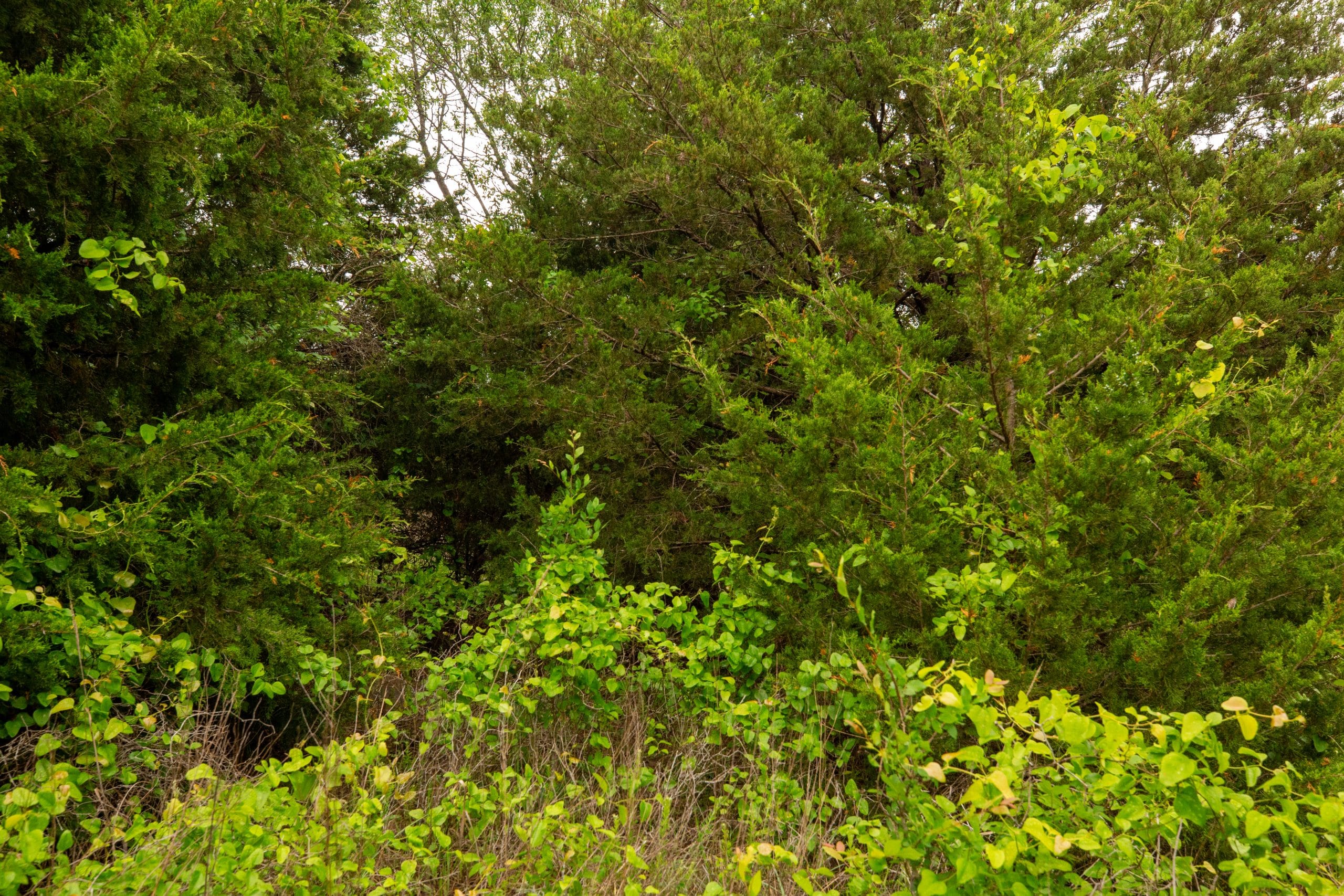 Moonrise Meadows Tract 10 photo 10
