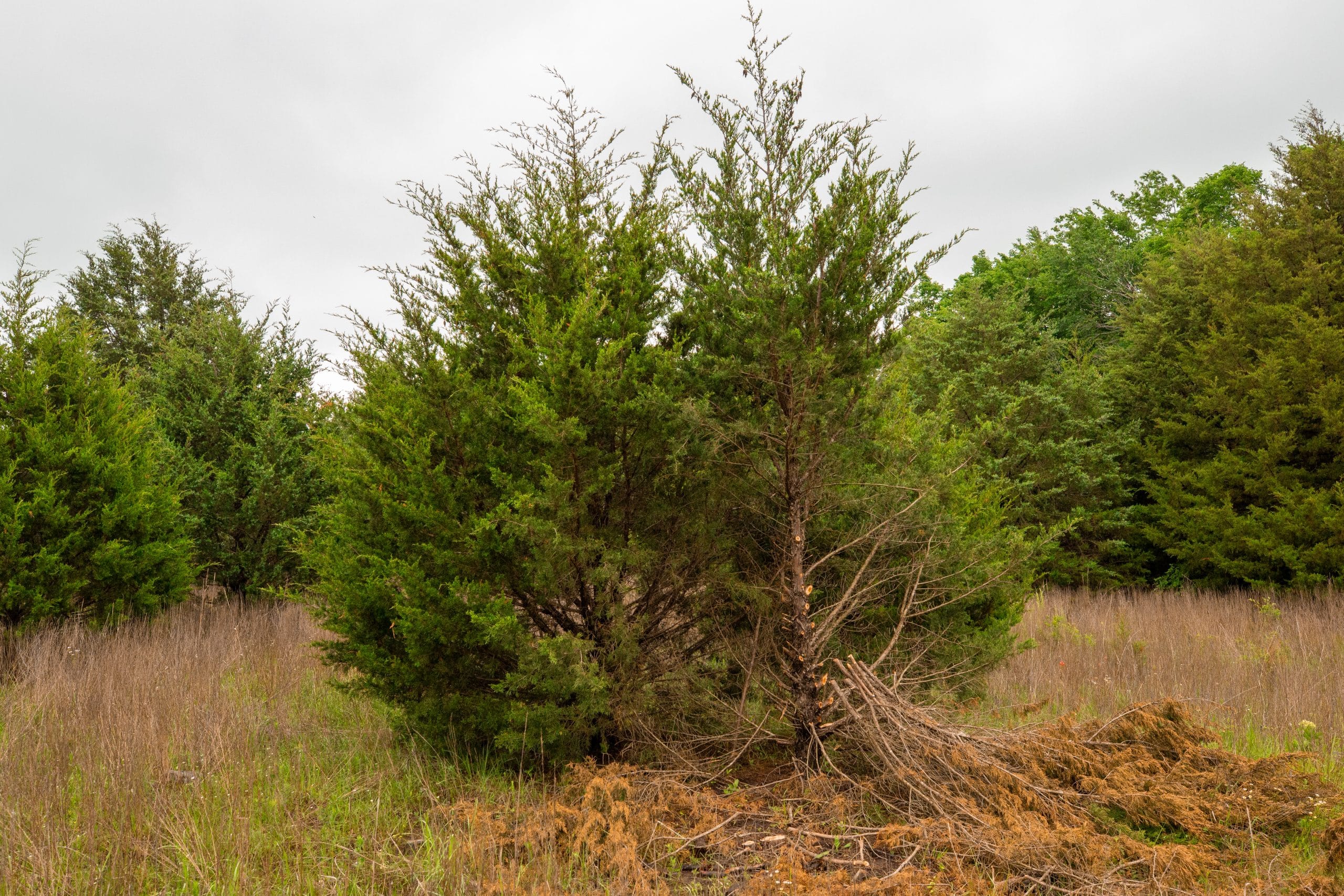 Moonrise Meadows Tract 10 photo 15