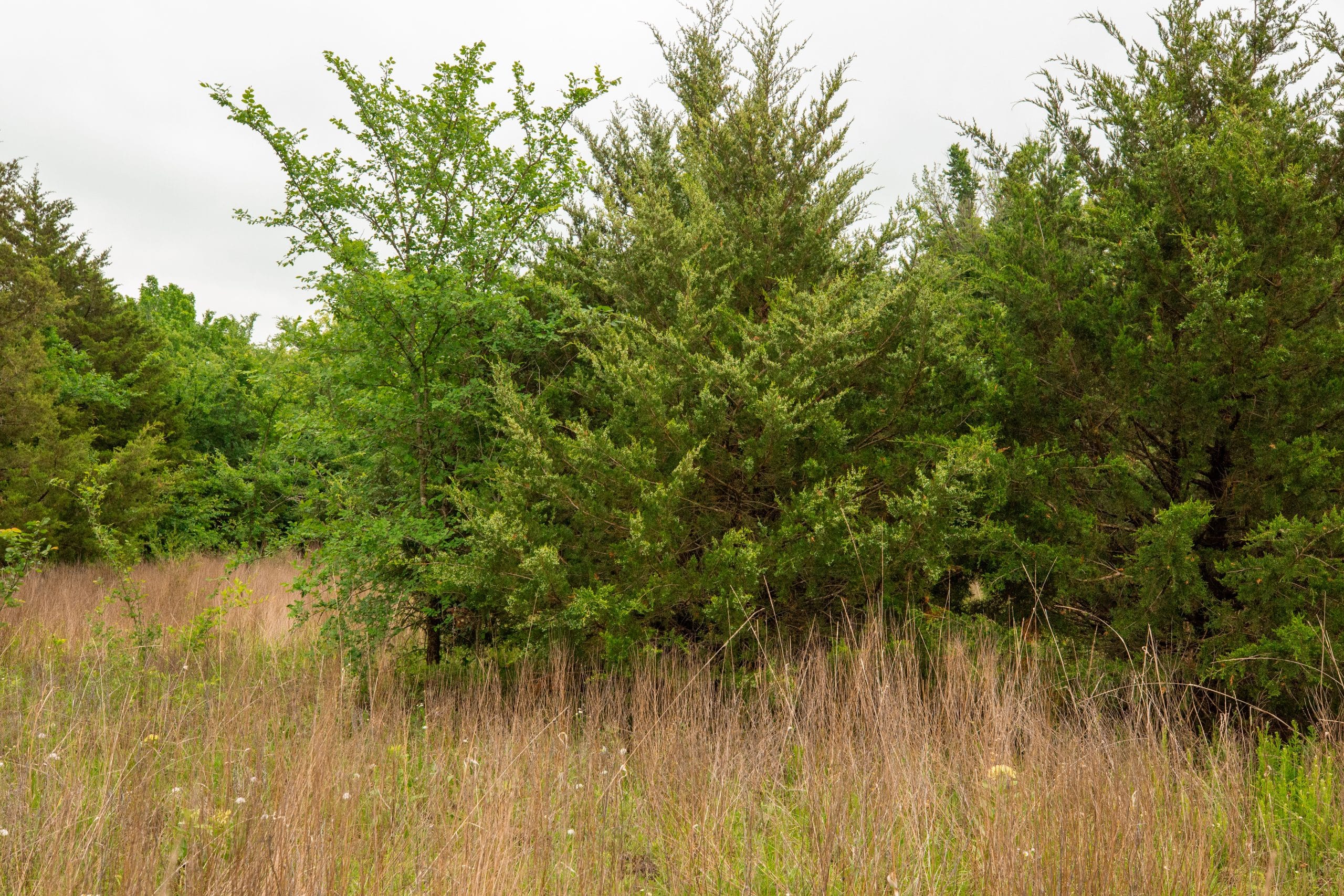 Moonrise Meadows Tract 10 photo 5