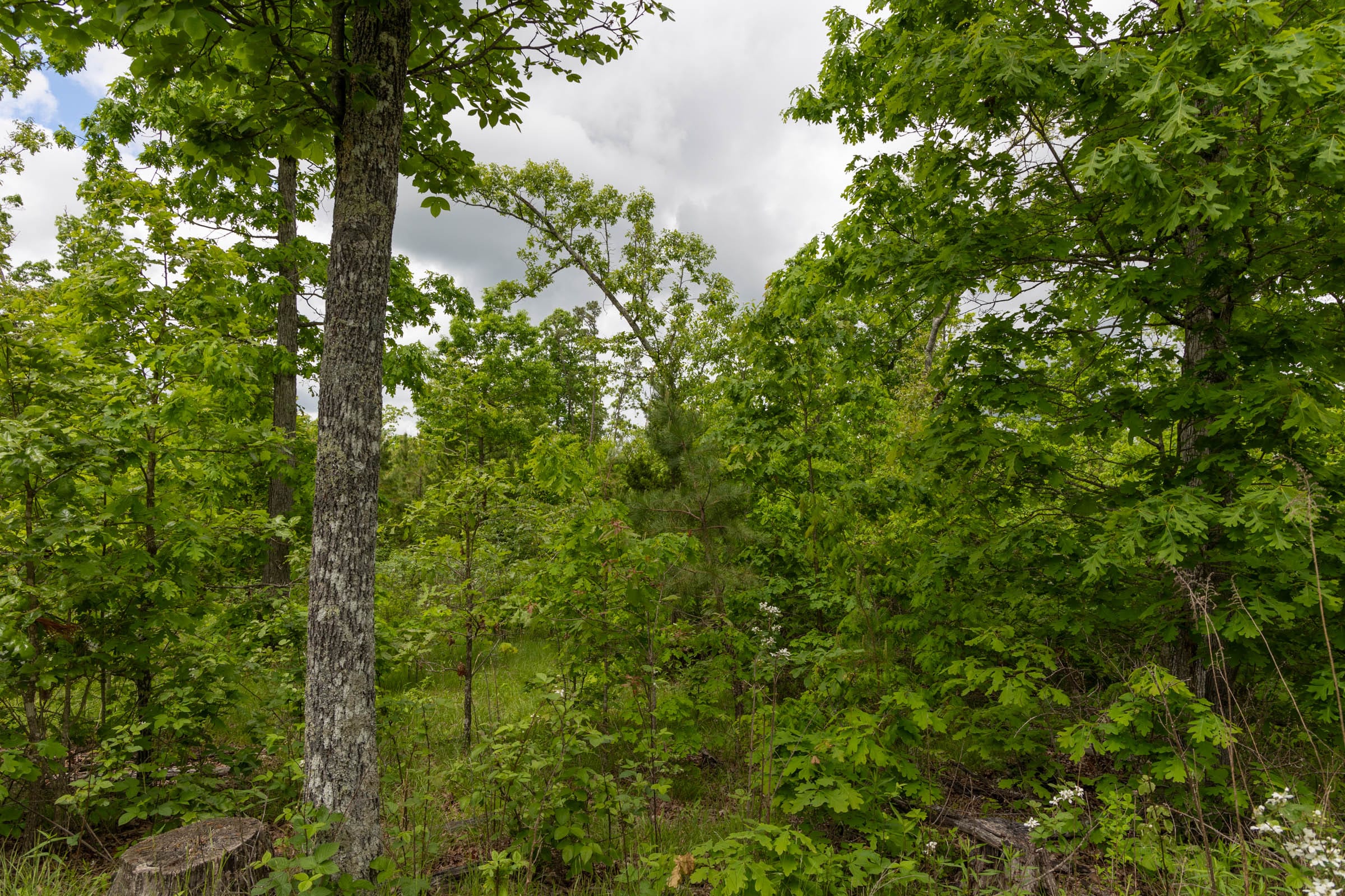 Sleepy Hollow Phase II Tract 75 photo 11