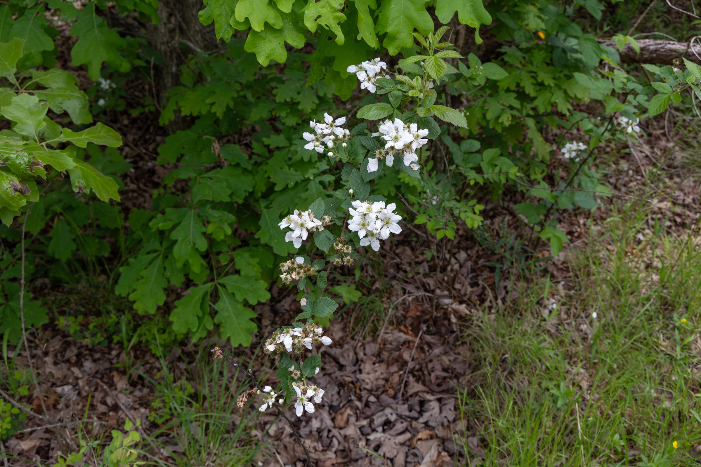 Sleepy Hollow Phase II Tract 75 photo 7