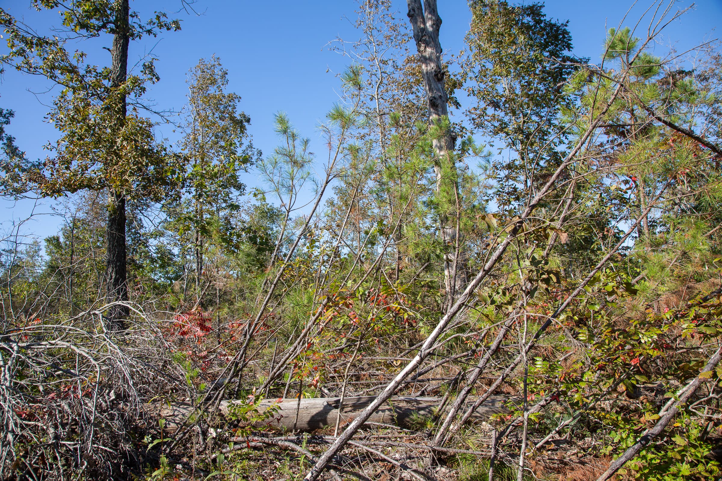 Borgmann’s Hollow Phase IV Tract 115 photo 2