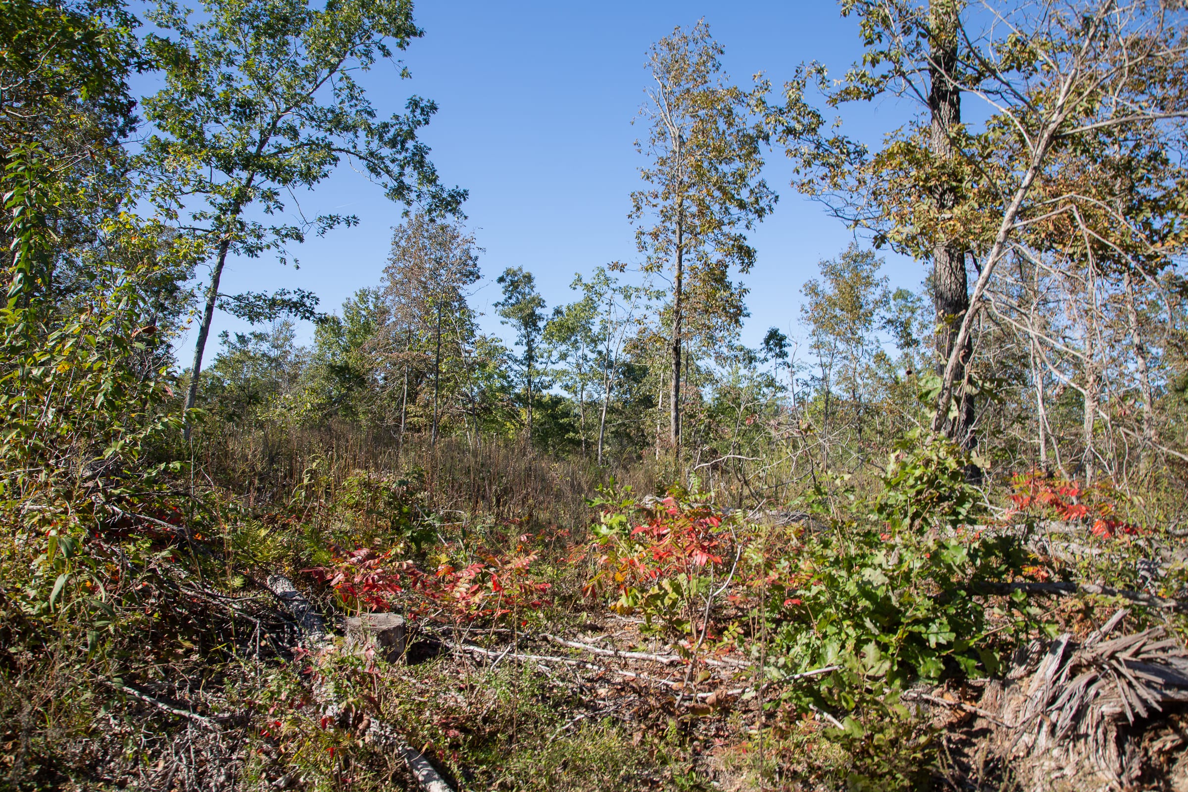 Borgmann’s Hollow Phase IV Tract 115 photo 3