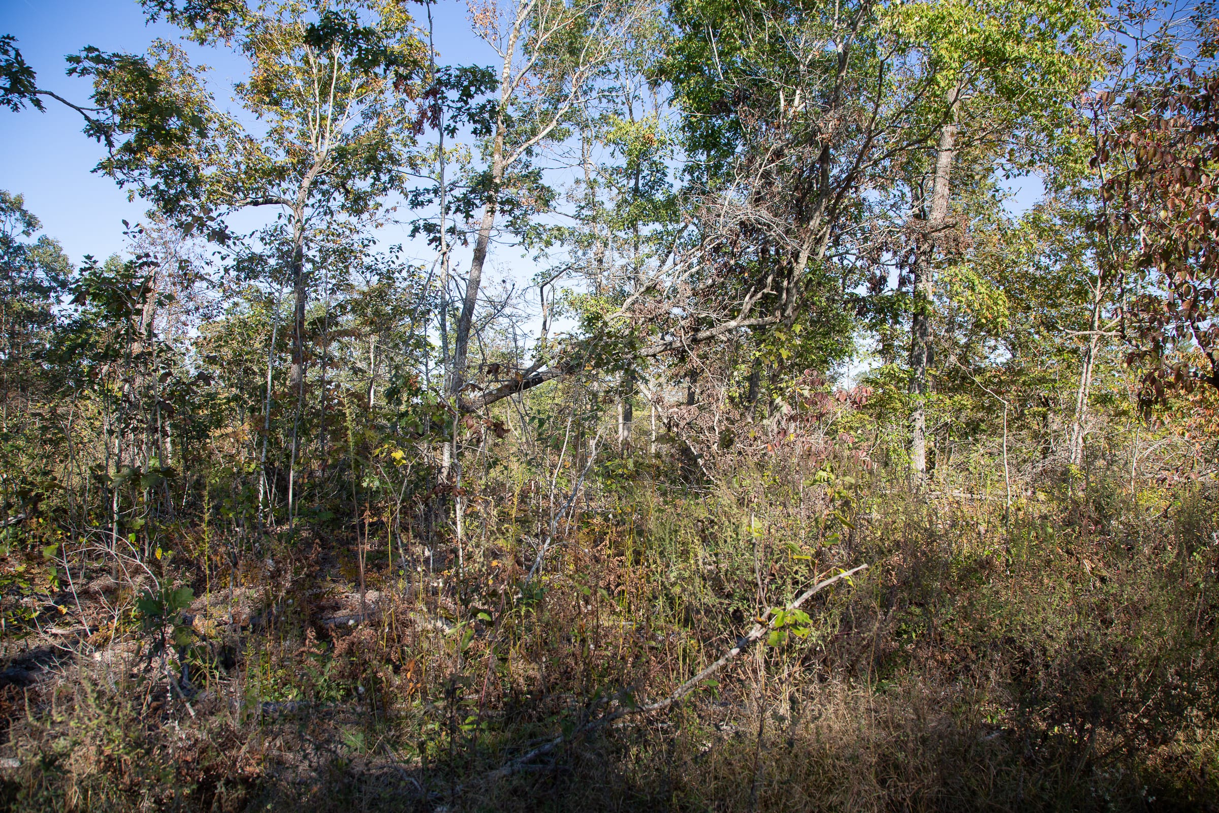 Borgmann’s Hollow Phase IV Tract 115 photo 4
