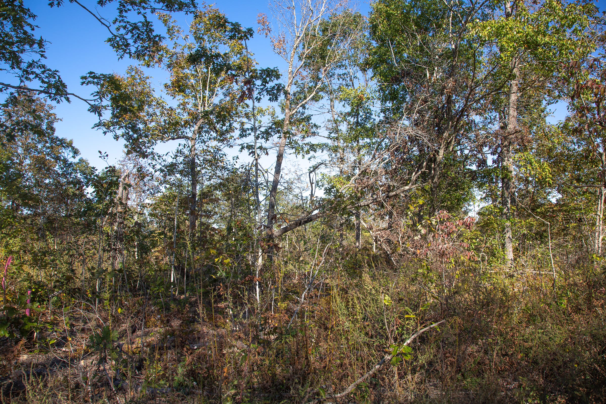 Borgmann’s Hollow Phase IV Tract 115 photo 5