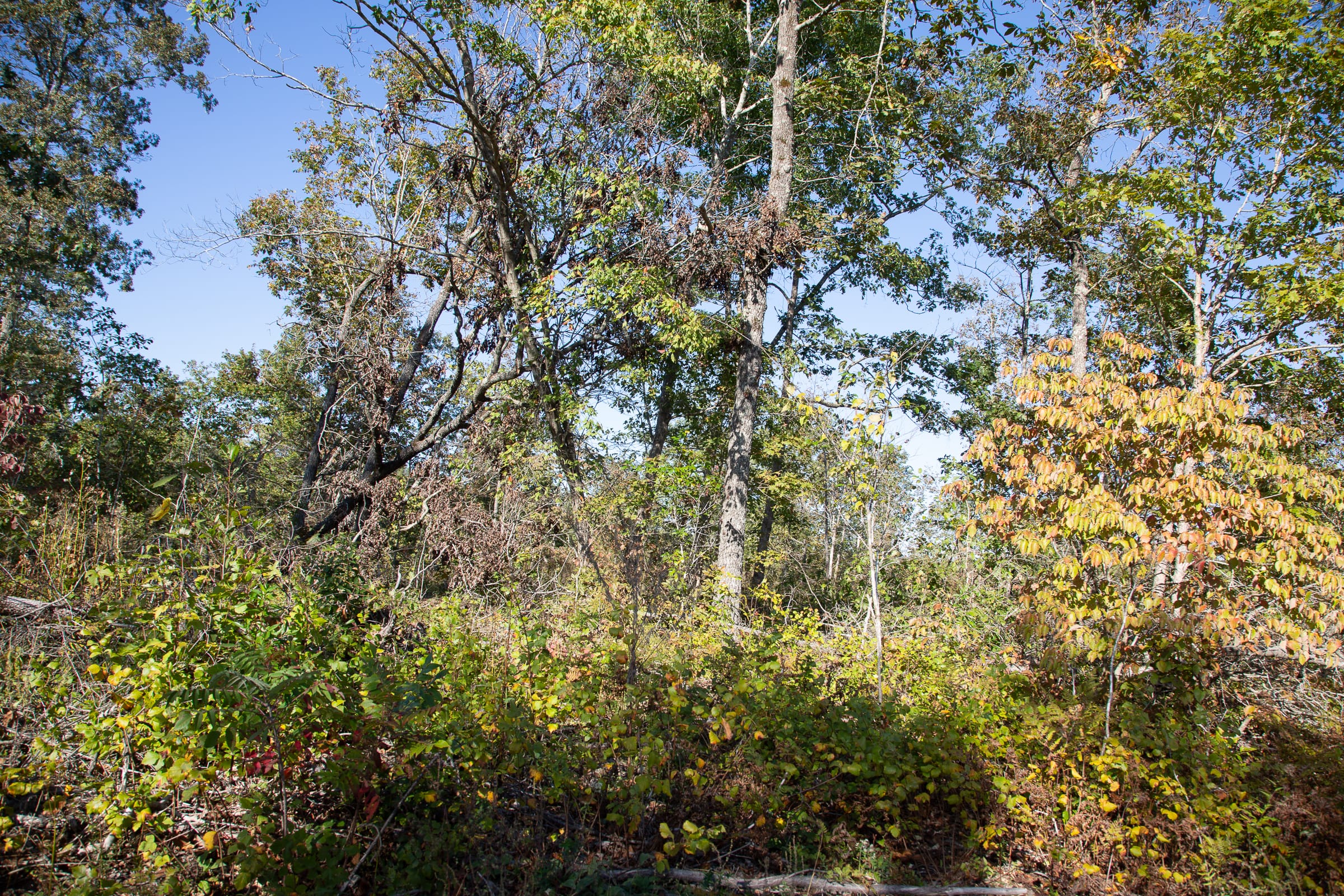 Borgmann’s Hollow Phase IV Tract 115 photo 7