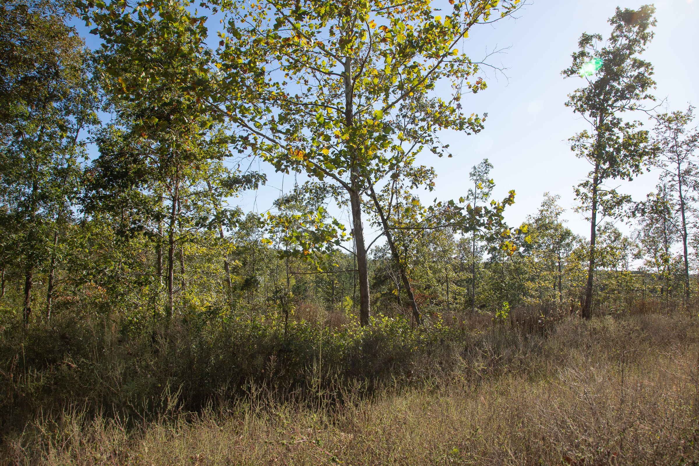 Borgmann’s Hollow Phase IV Tract 115 photo 8