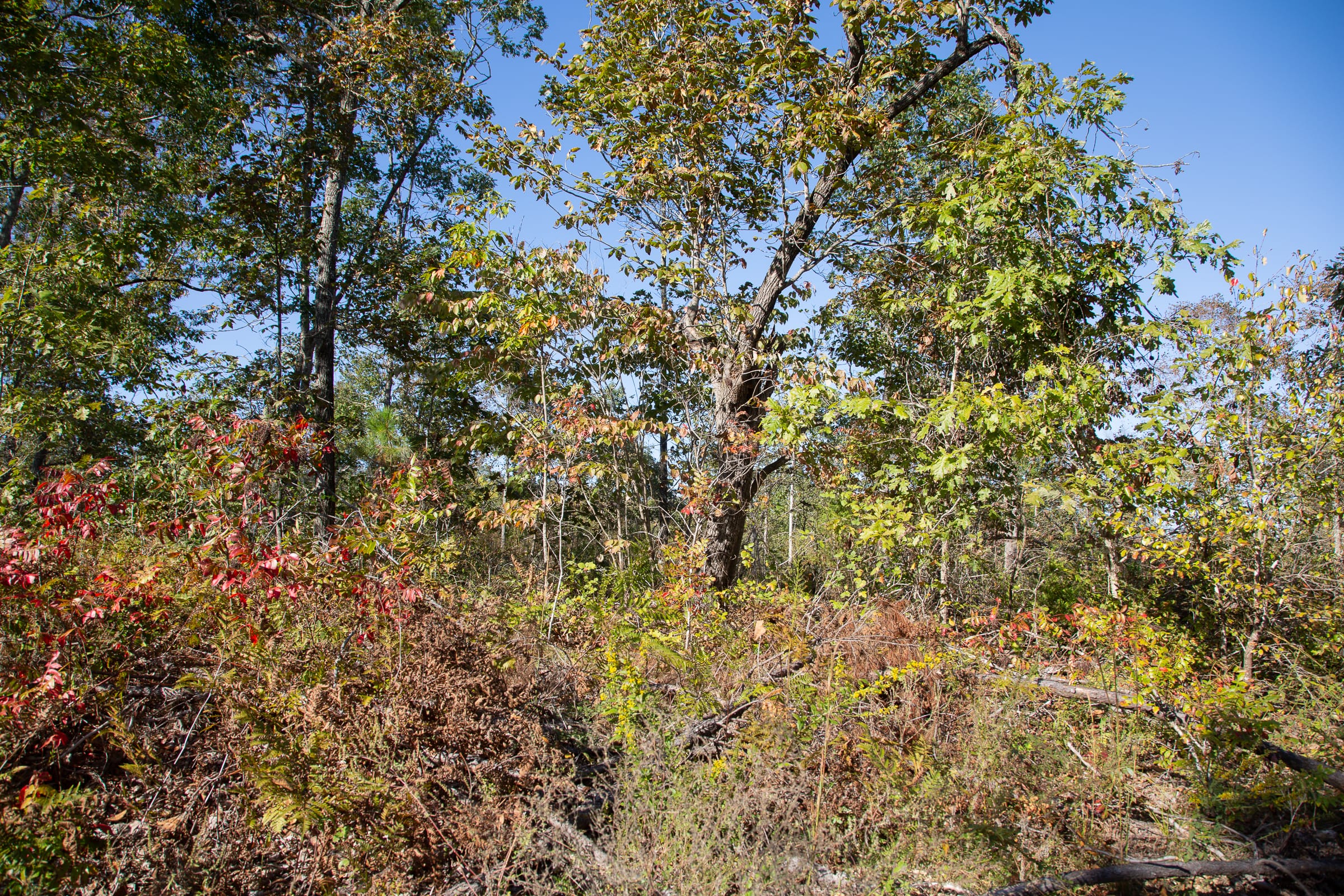 Borgmann’s Hollow Phase IV Tract 115 photo 9
