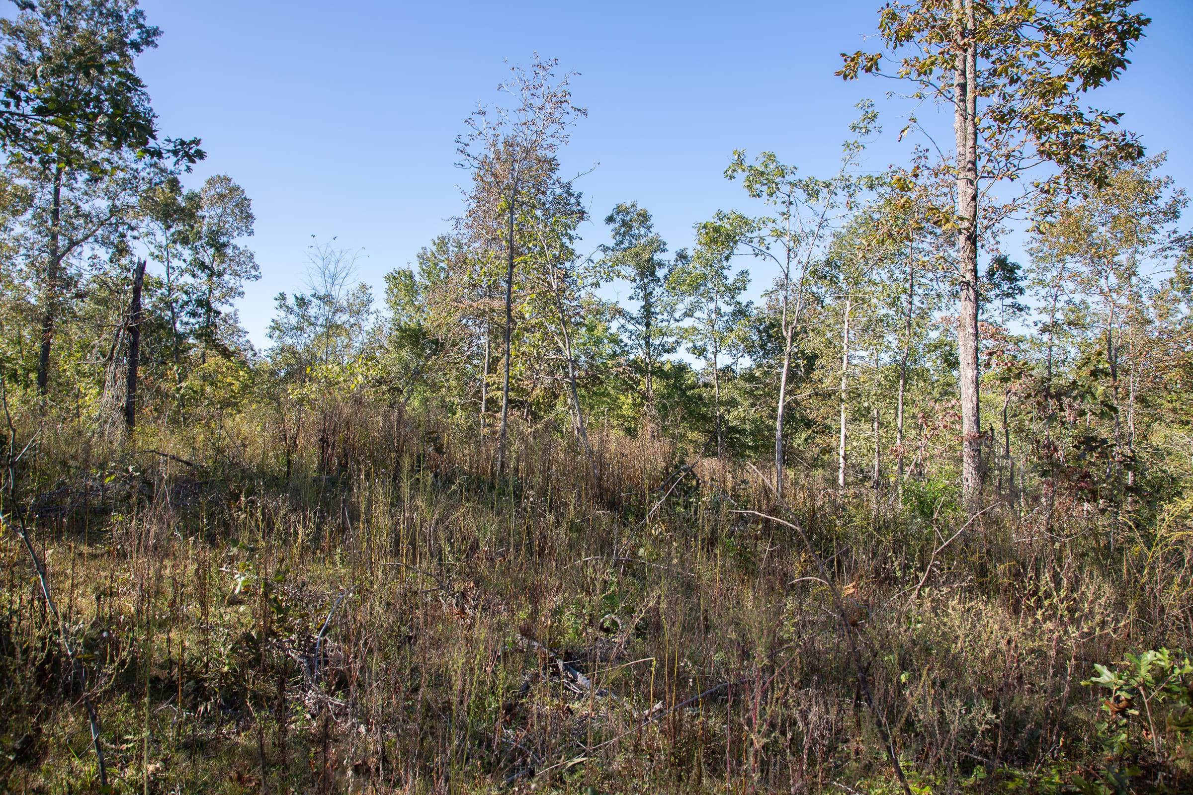 Borgmann’s Hollow Phase IV Tract 115 photo 10