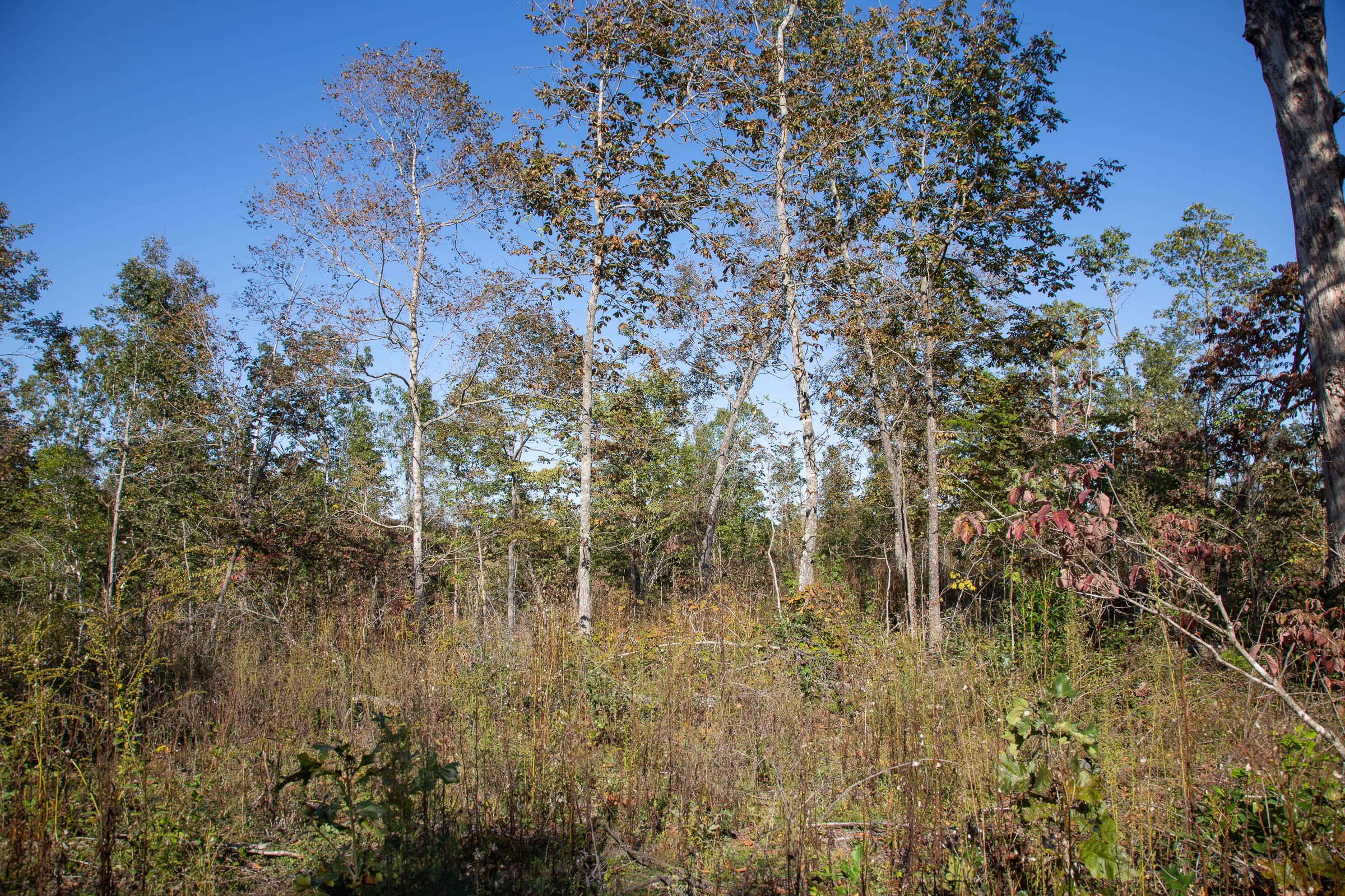 Borgmann’s Hollow Phase IV Tract 115 photo 12