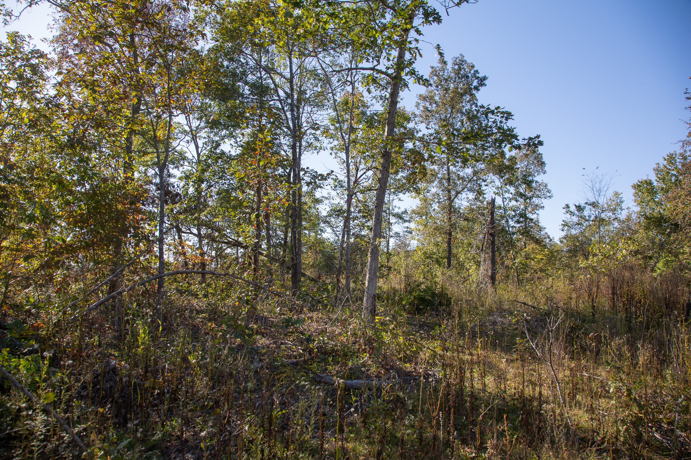 Borgmann’s Hollow Phase IV Tract 115 photo 13