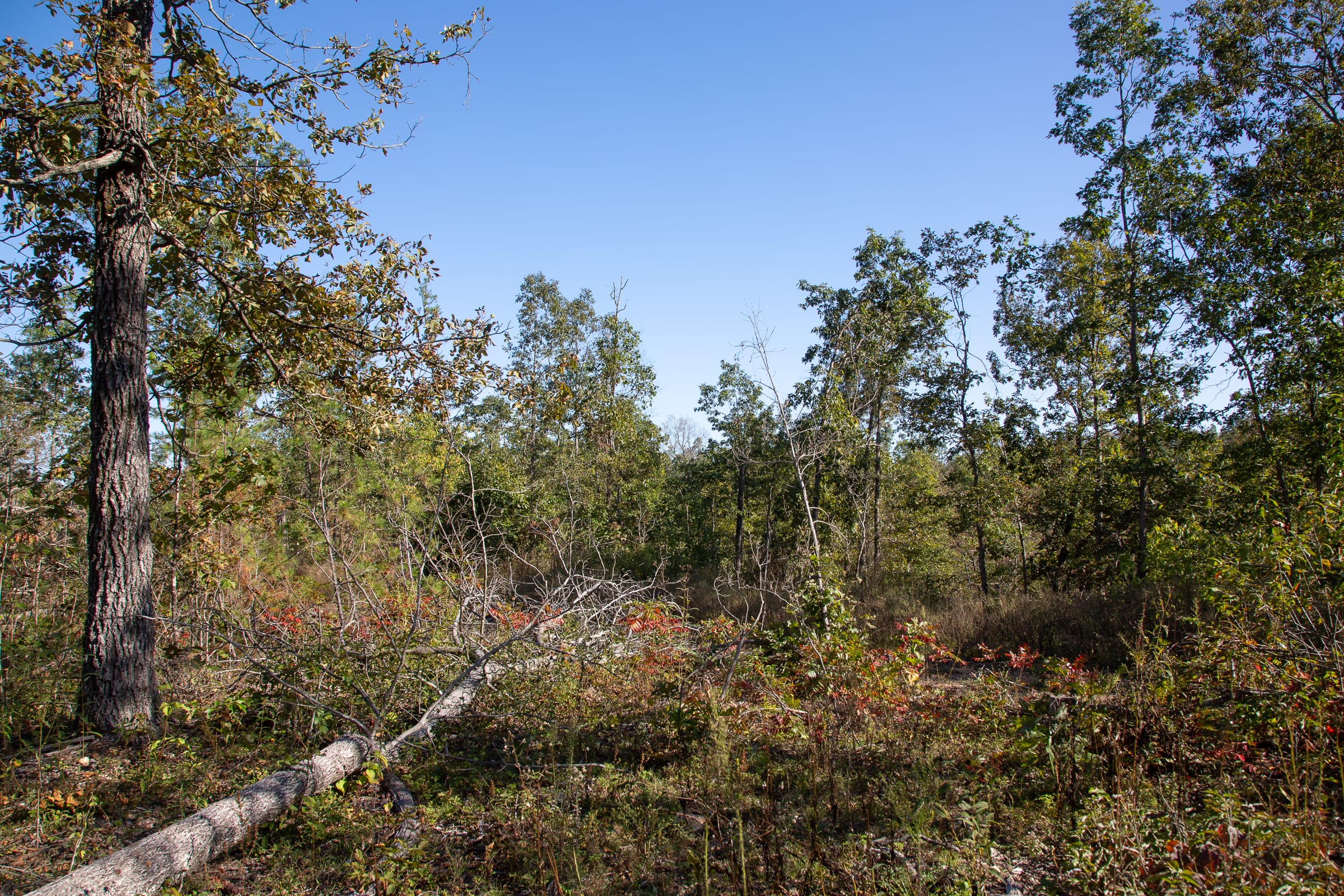 Borgmann’s Hollow Phase IV Tract 115 photo 14