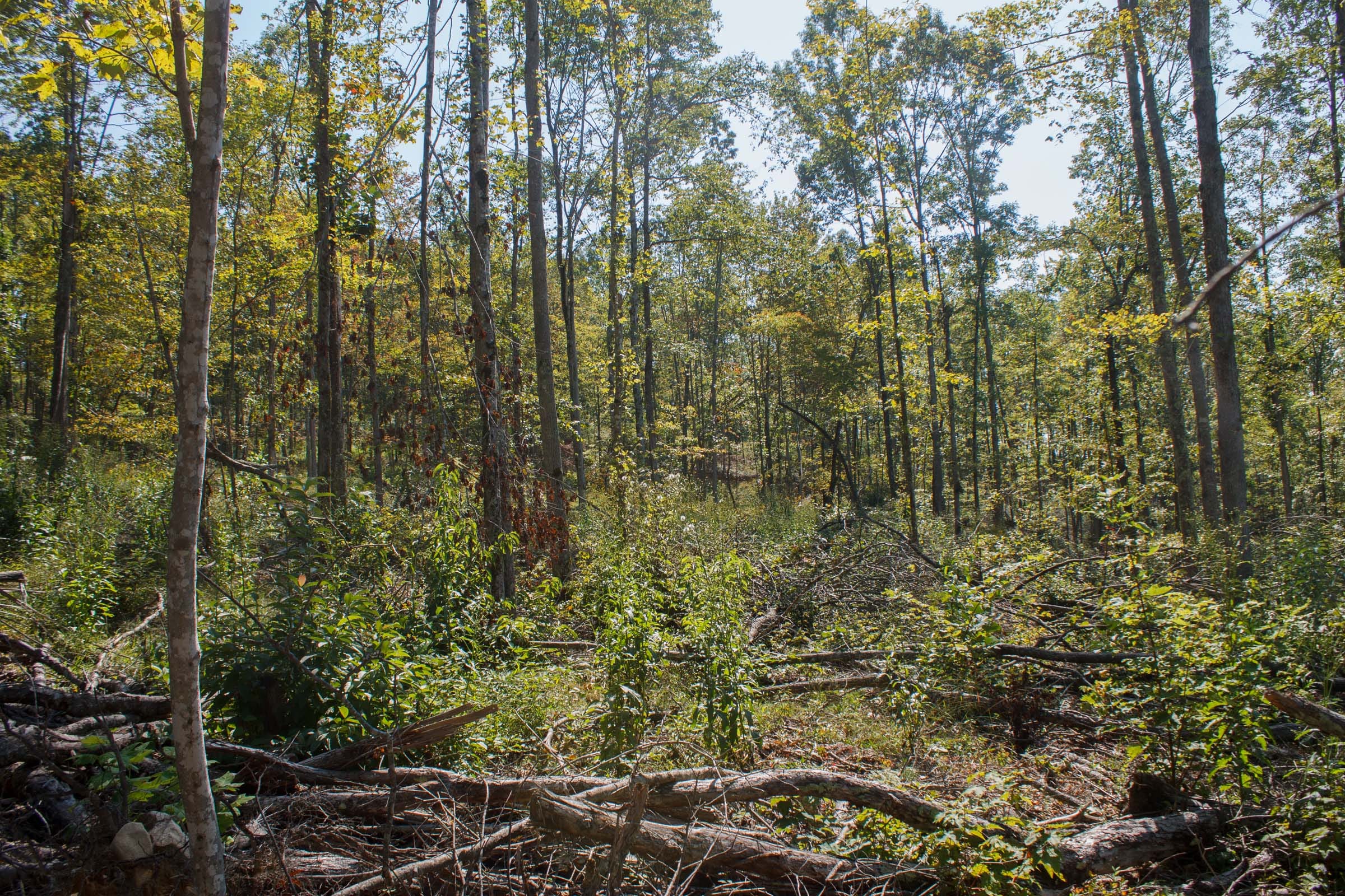 Wounded Oak Tract 4 photo 2