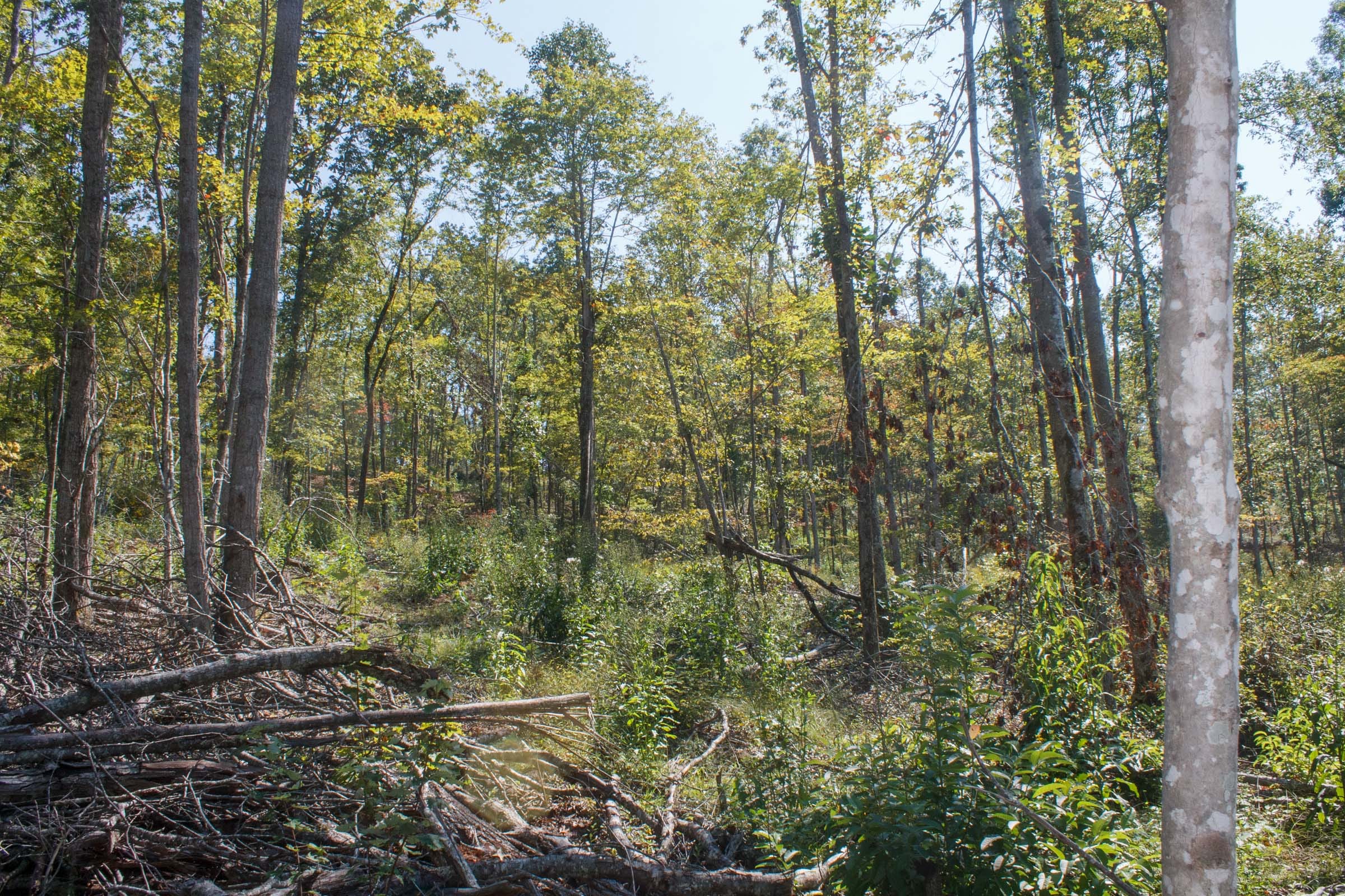 Wounded Oak Tract 4 photo 3