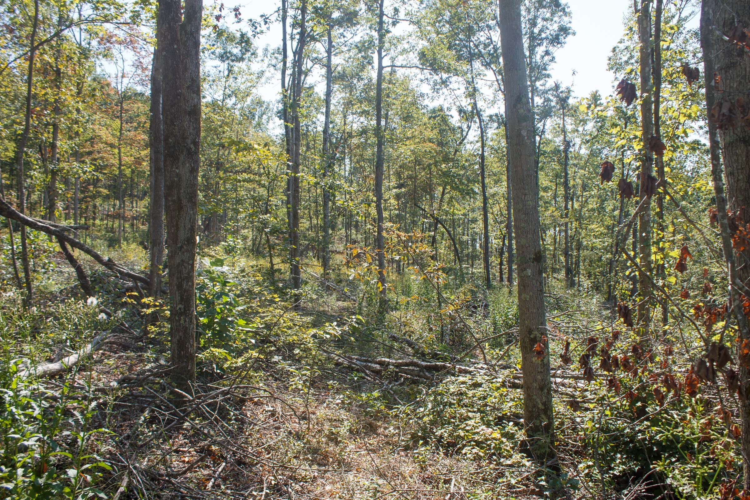 Wounded Oak Tract 4 photo 4