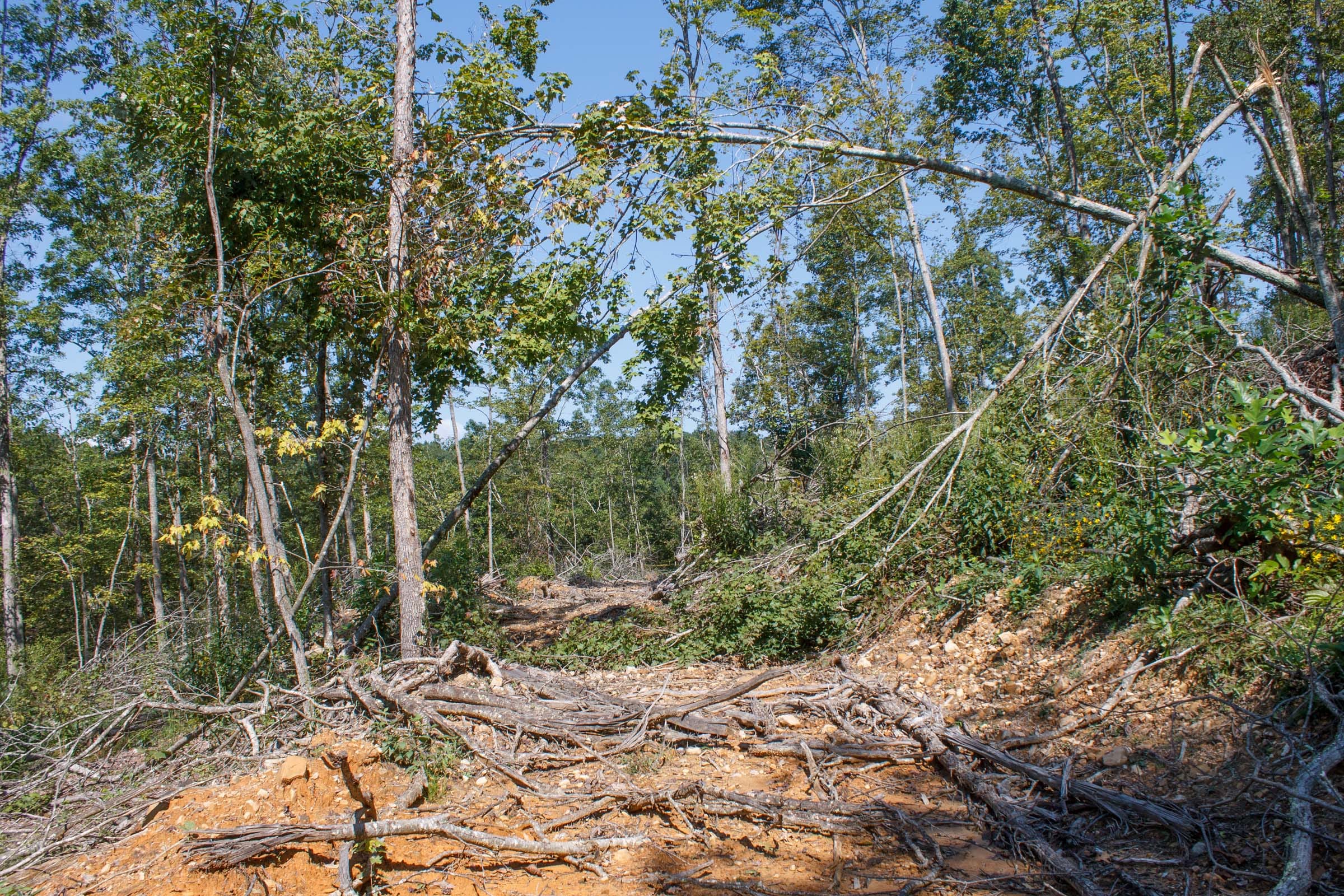 Wounded Oak Tract 4 photo 5