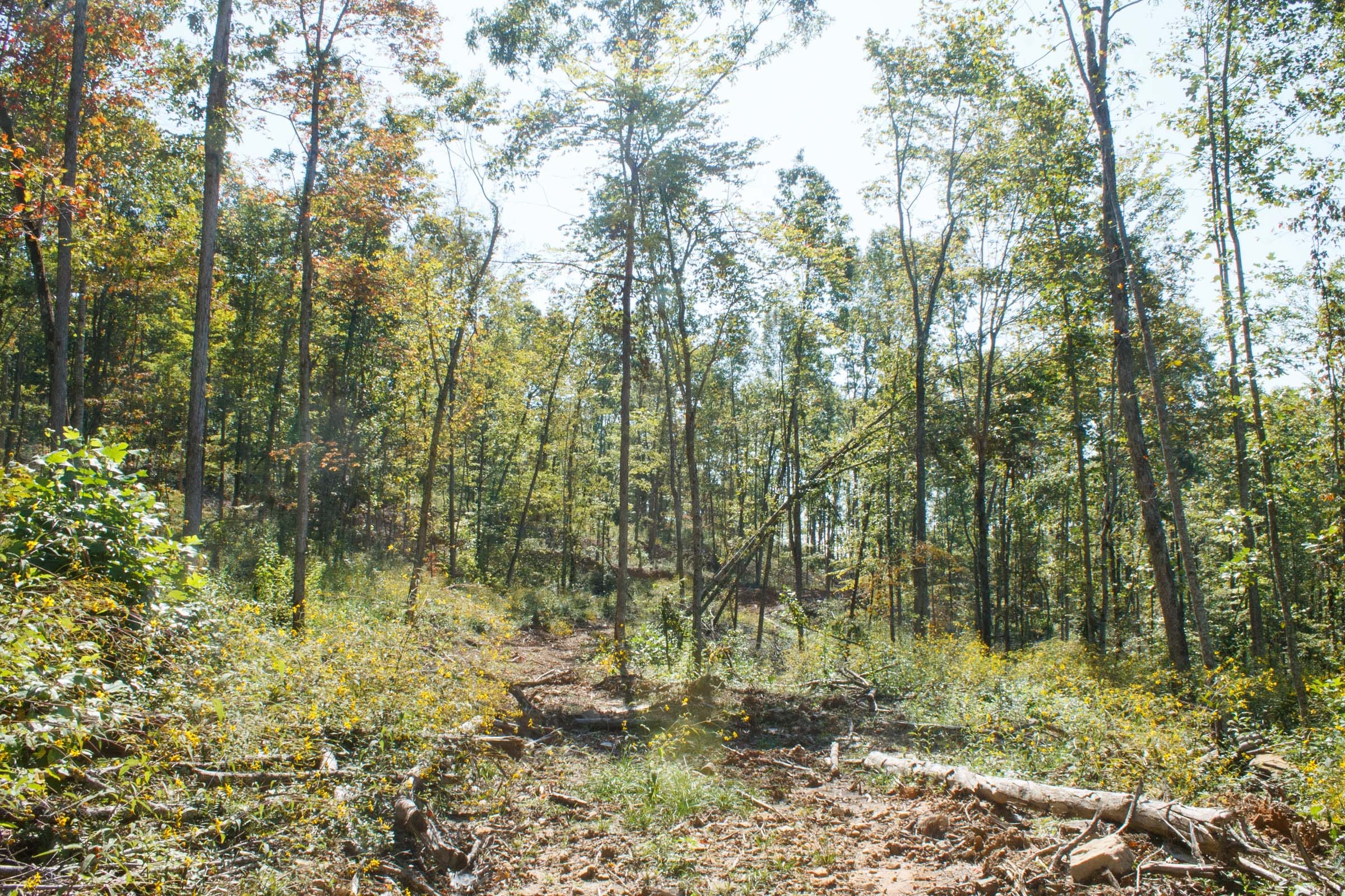 Wounded Oak Tract 4 photo 6