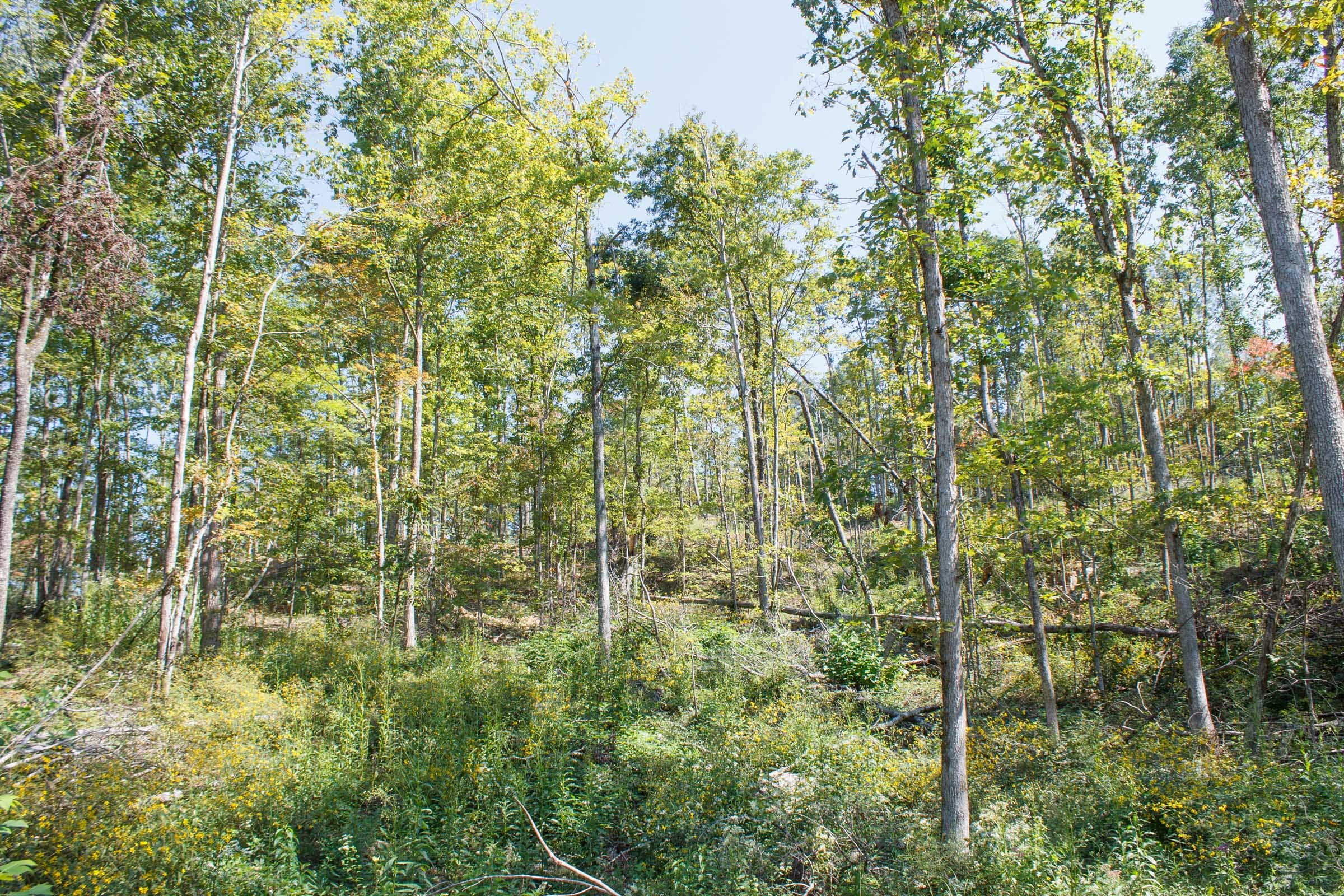 Wounded Oak Tract 4 photo 7