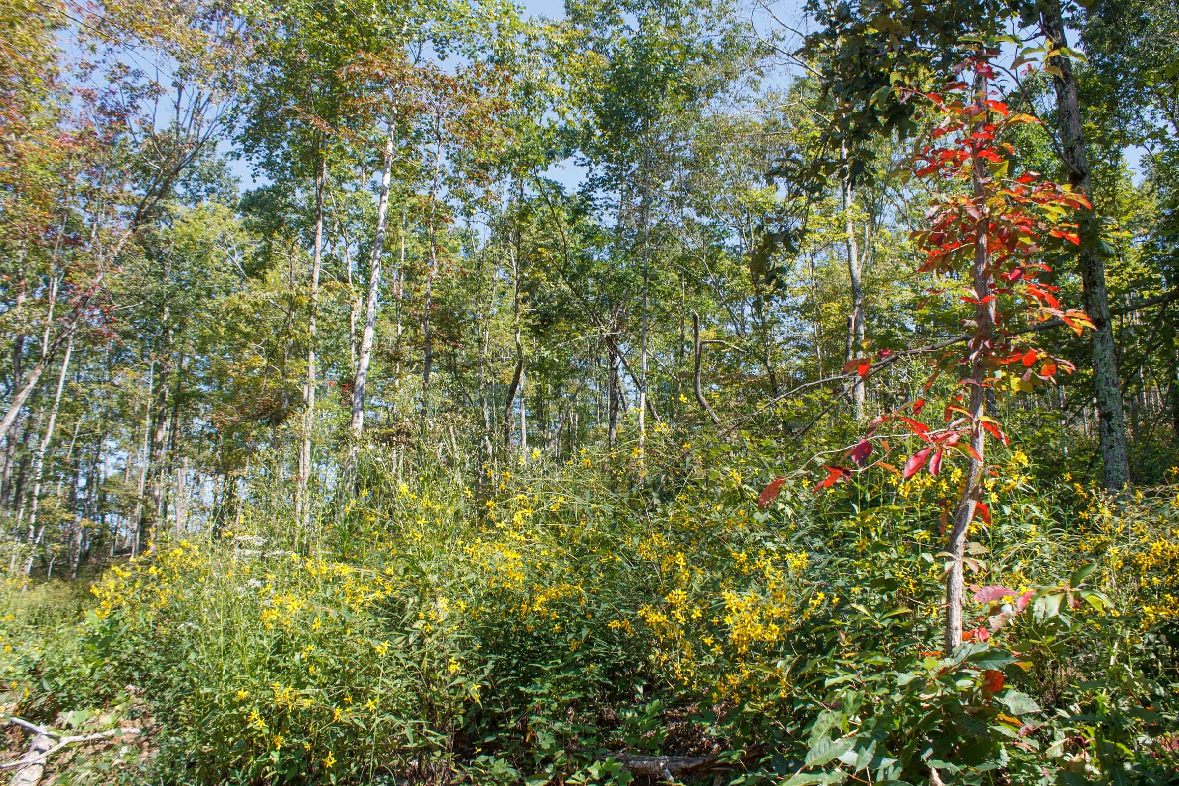 Wounded Oak Tract 4 photo 9