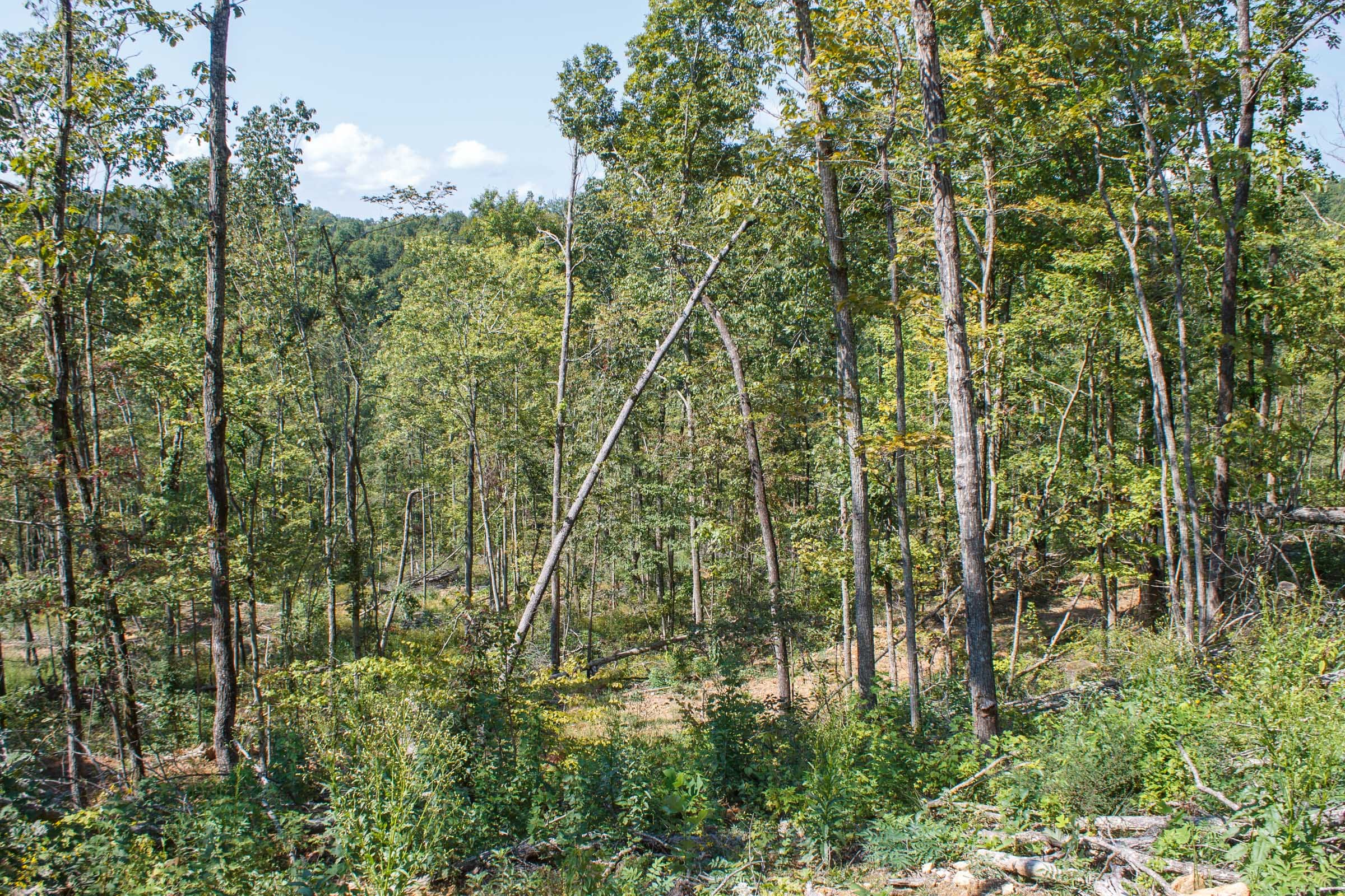 Wounded Oak Tract 4 photo 10