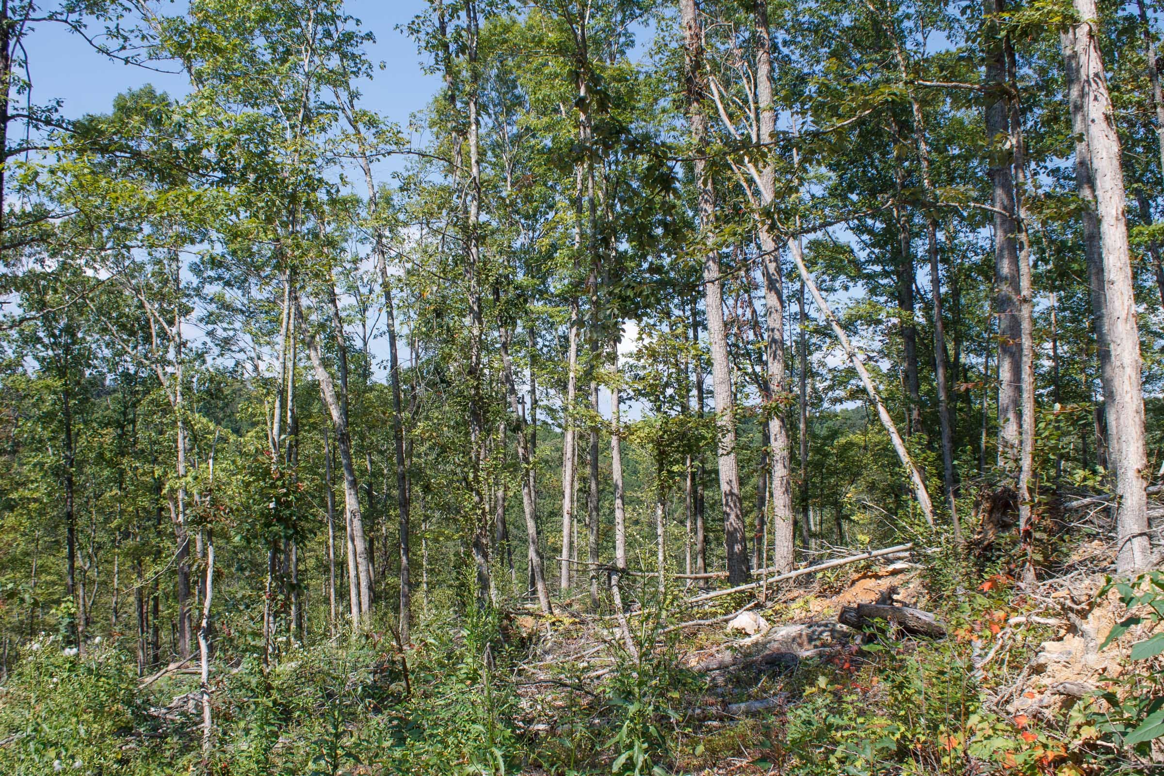 Wounded Oak Tract 4 photo 13