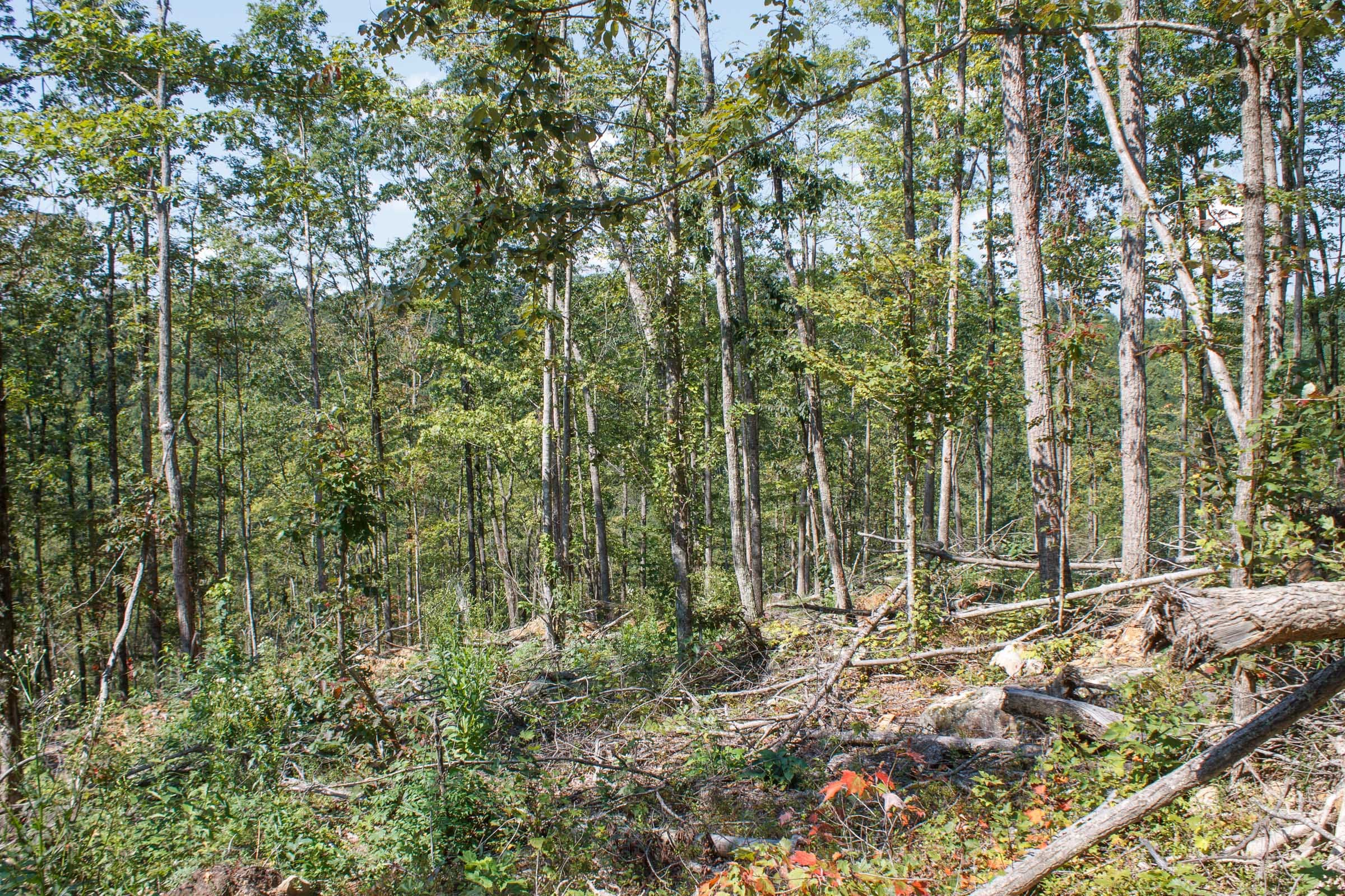 Wounded Oak Tract 4 photo 15