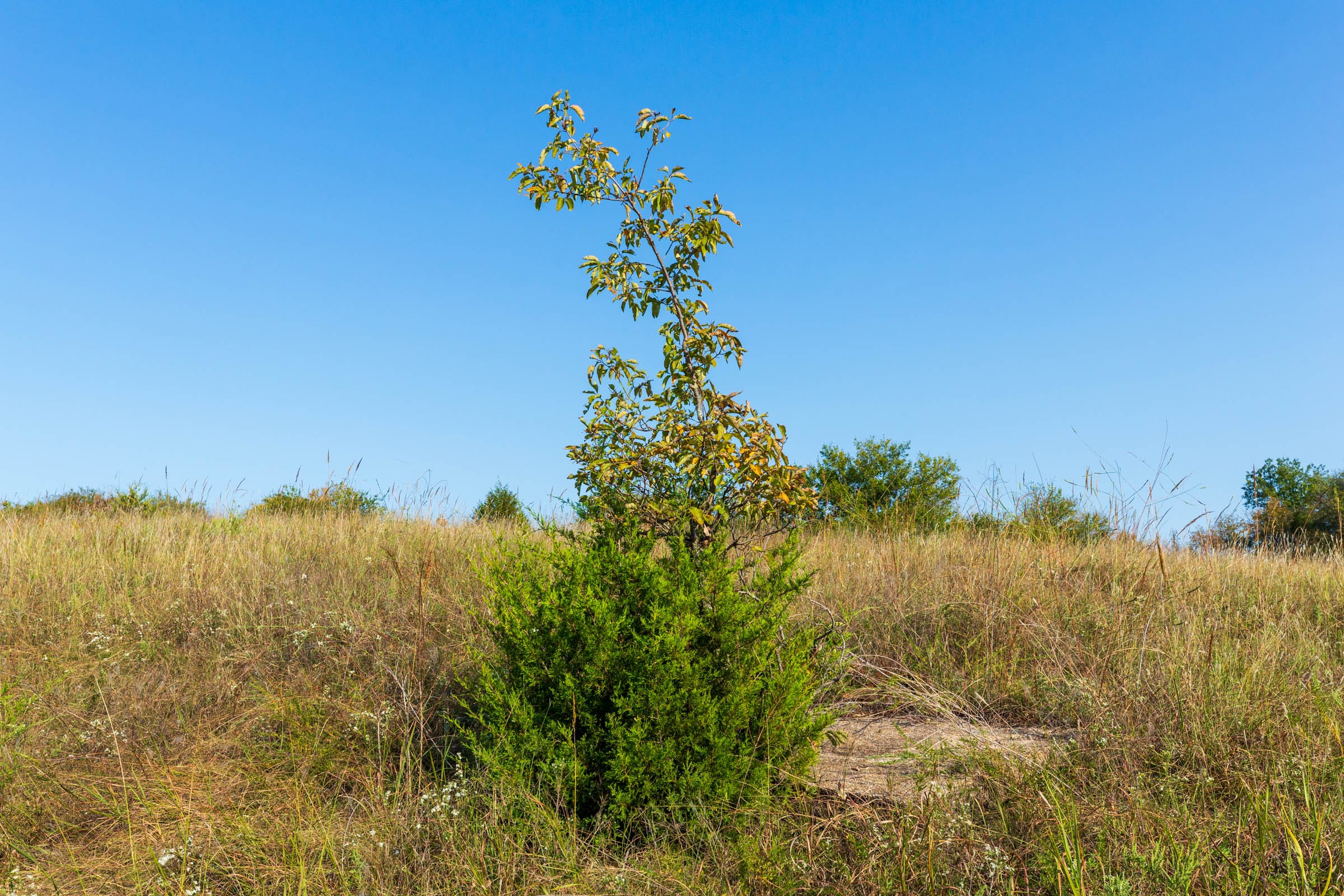 Canyon Creek Tract 11 photo 4