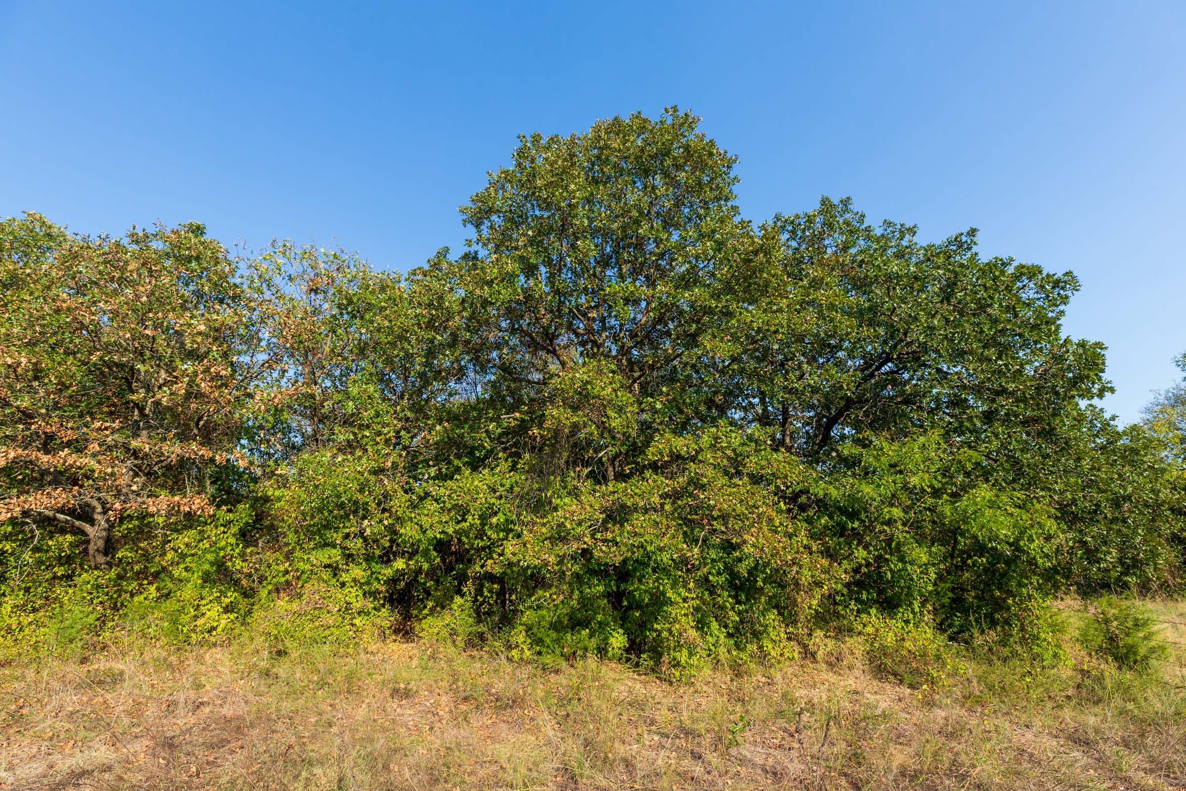 Canyon Creek Tract 11 photo 3