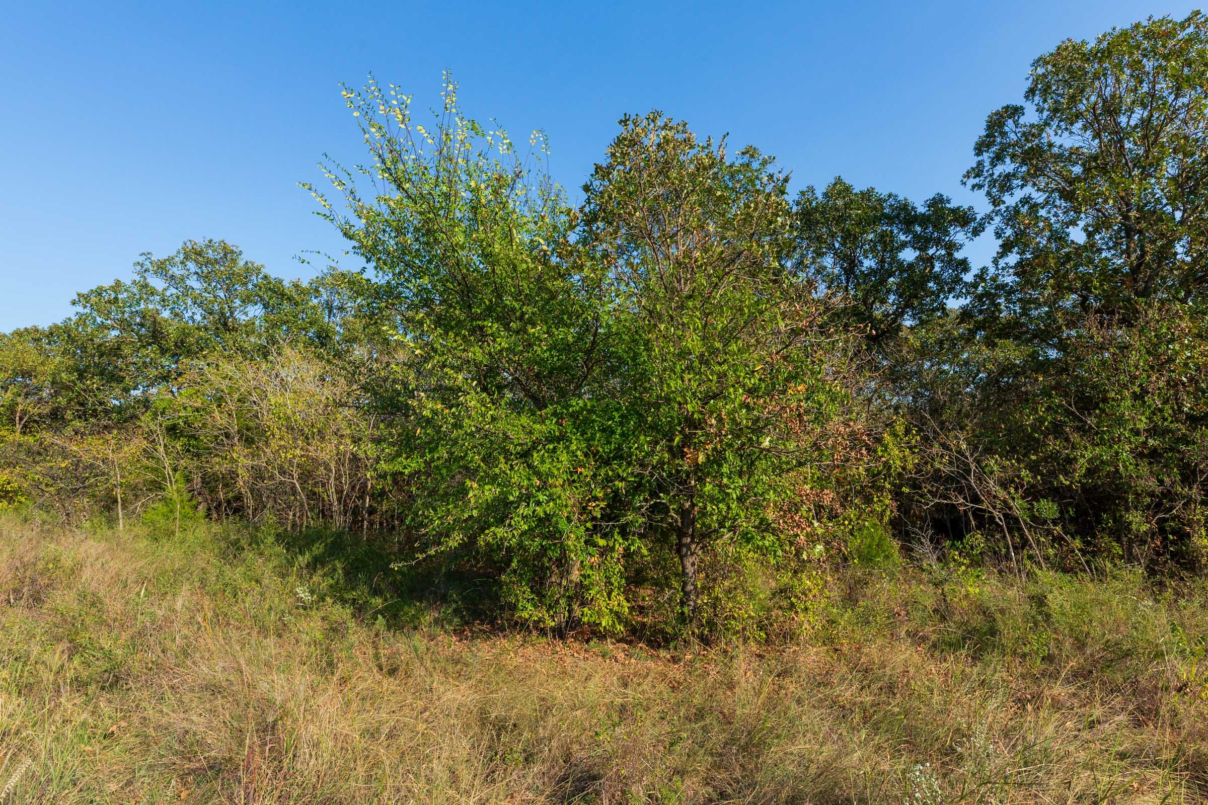 Canyon Creek Tract 11 photo 8