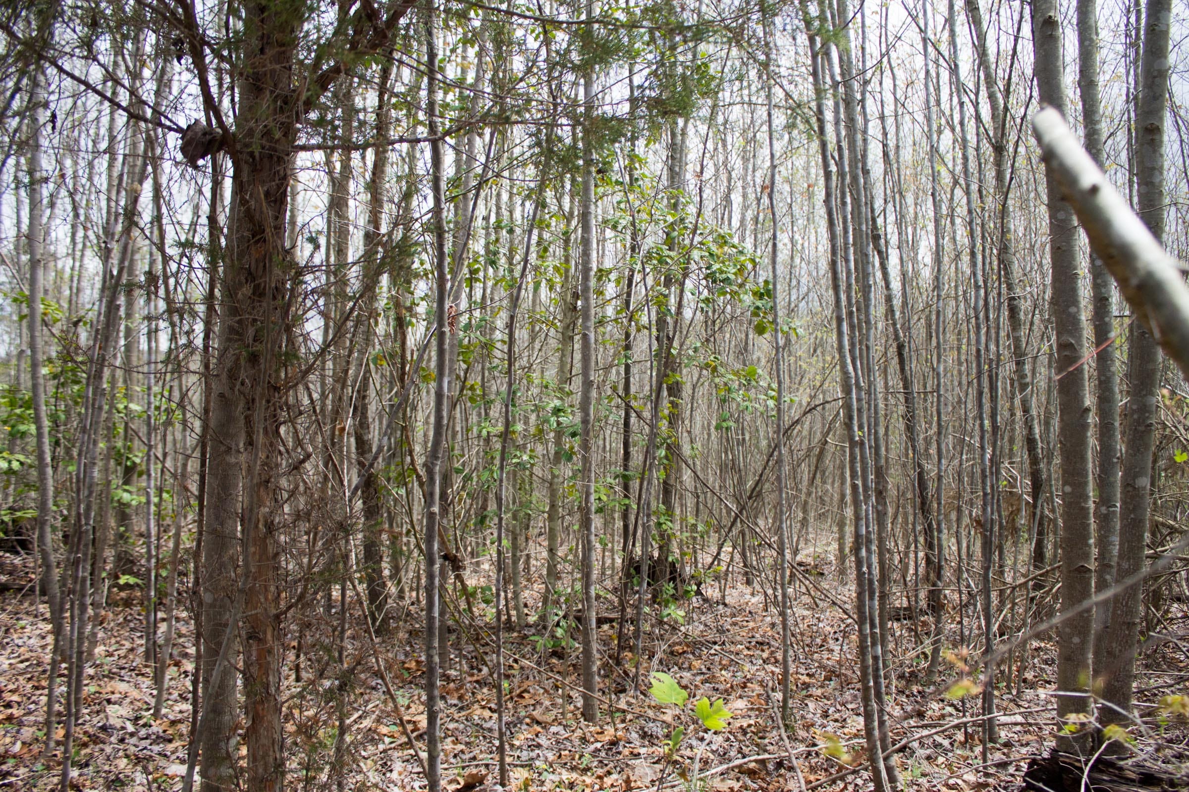 Hidden Hills Tract 20 photo 3