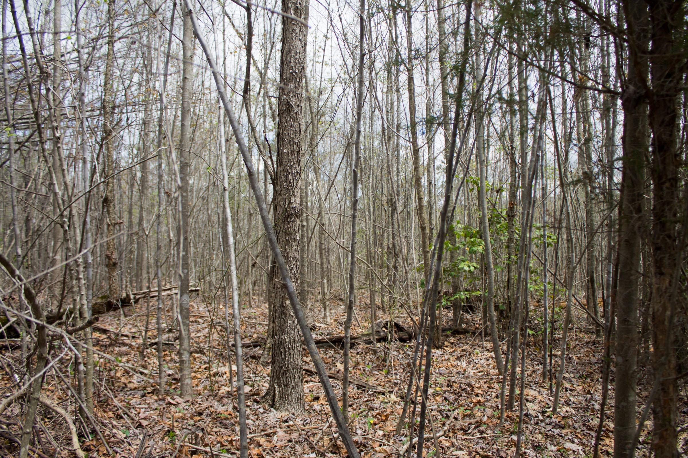 Hidden Hills Tract 20 photo 4